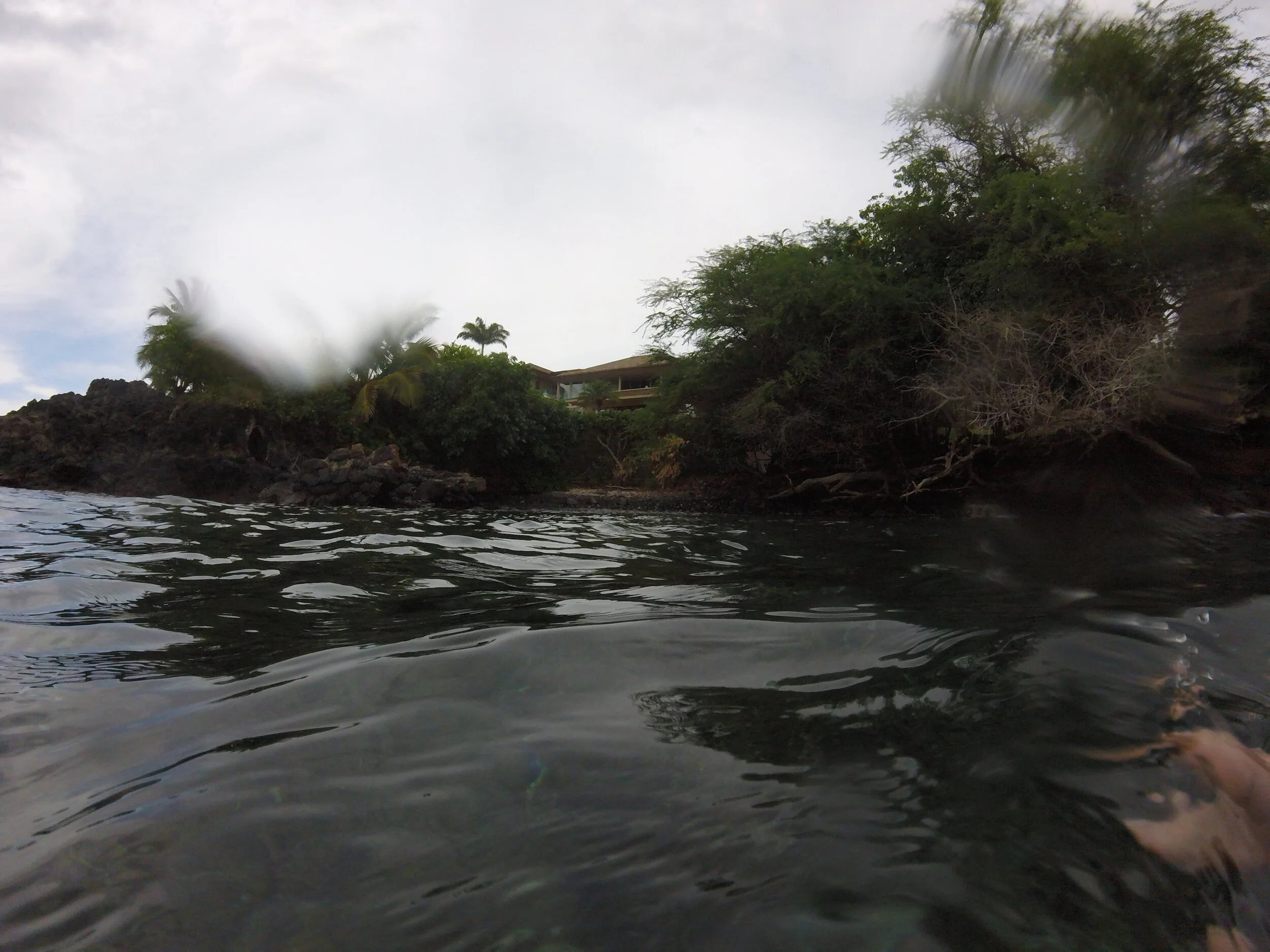 Swimming With Sea Turtles