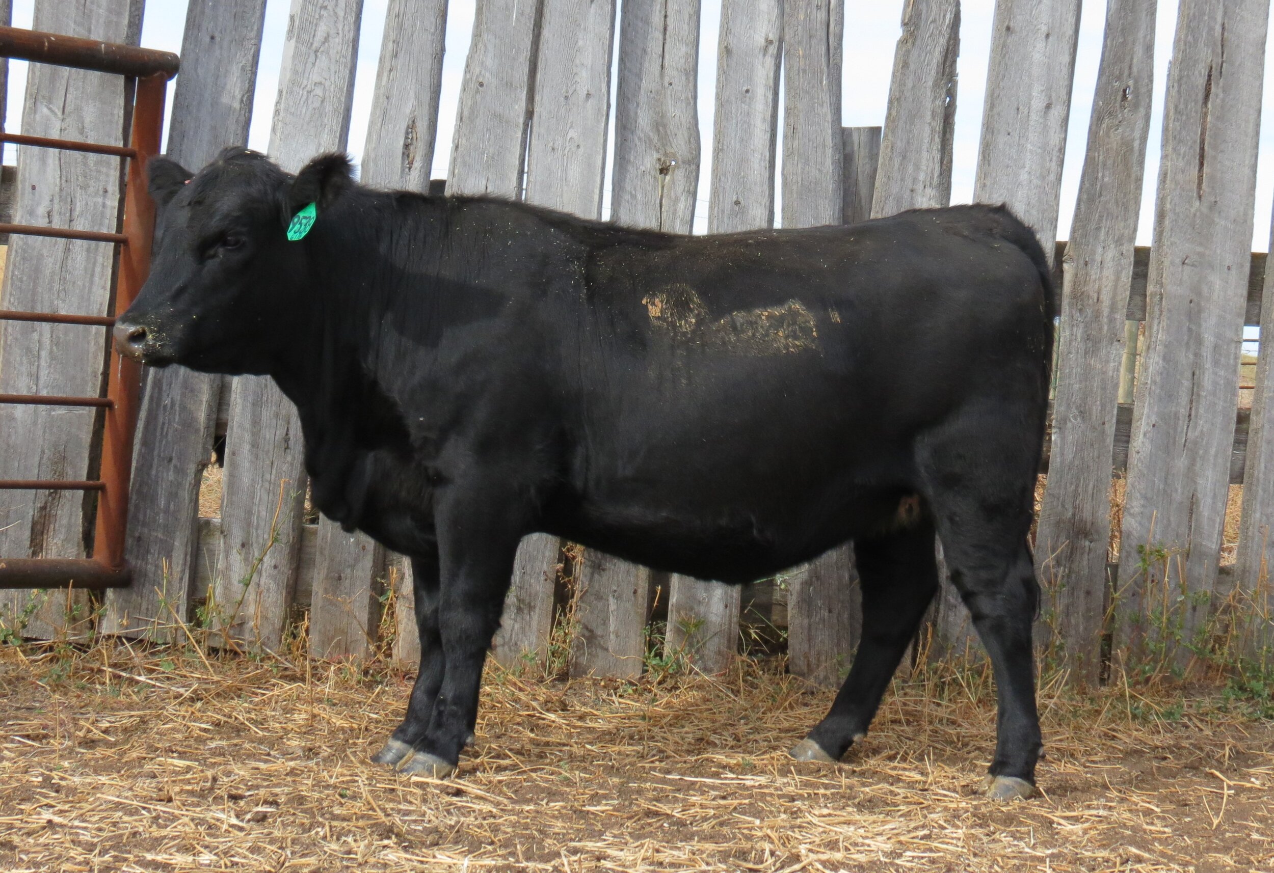 9538 - S Foundation 7179 Daughter