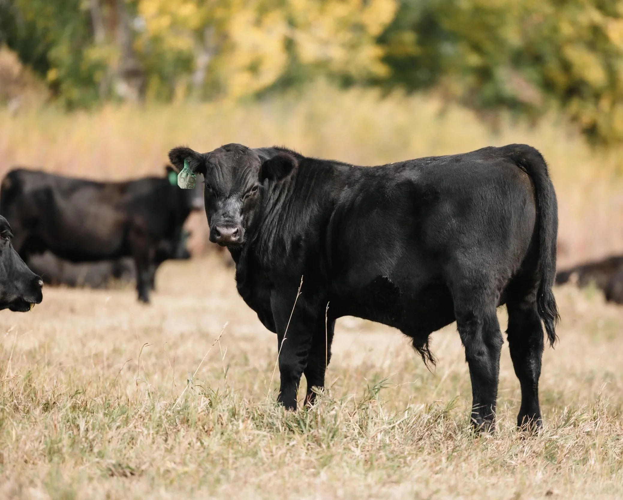 Northern Pacific 208 Son