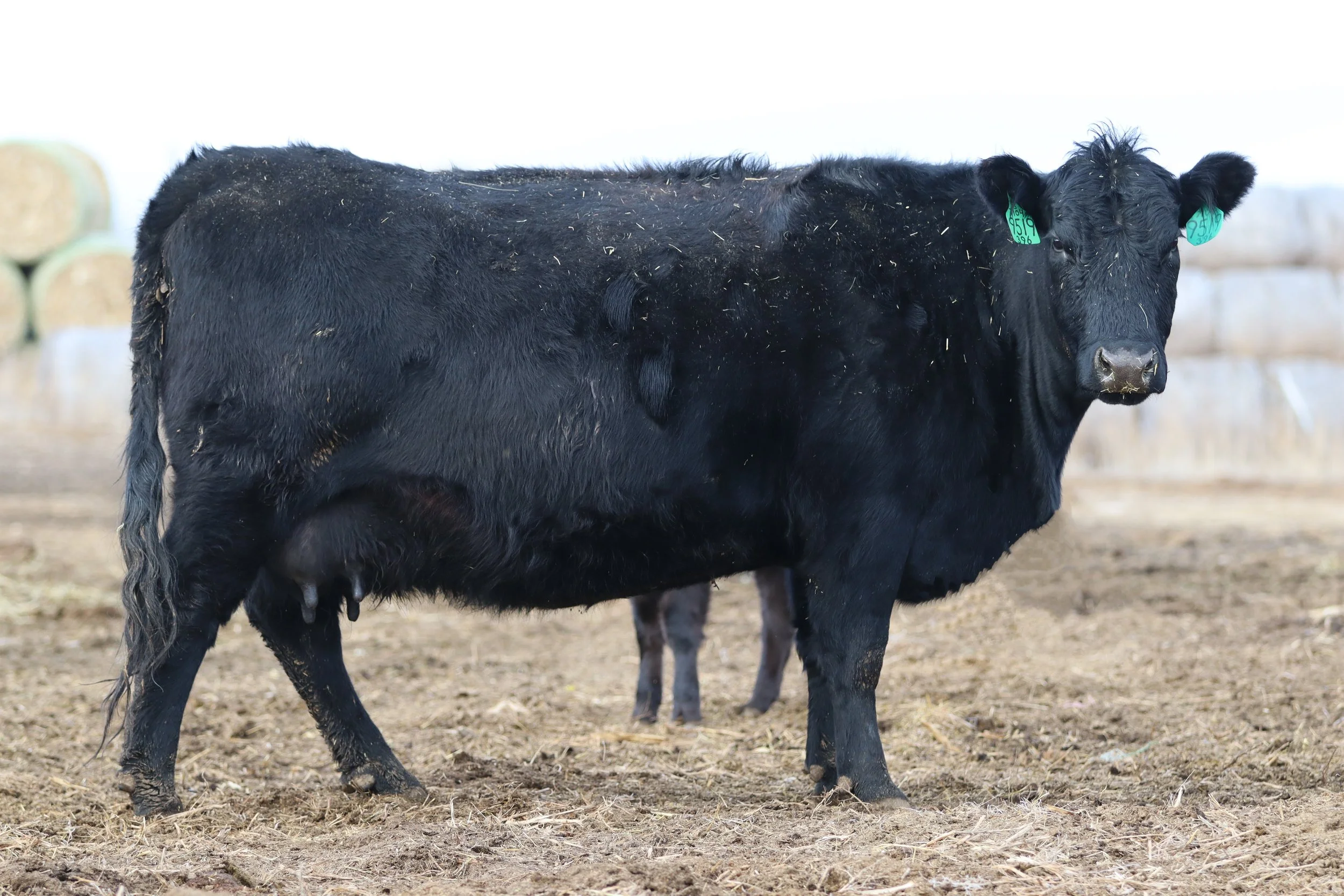 CM Loaded Gal 9519