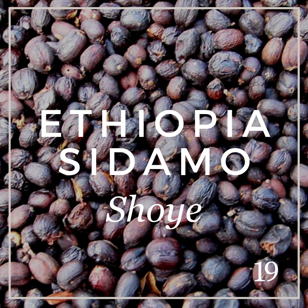 A new offering from 19 Coffee .... The Sidama Coffee Farmers Cooperative Union (SCFCU) was founded in 2001 to represent coffee producing cooperatives located throughout the Sidama Zone of Southern Ethiopia. As of 2013, the SCFCU has grown to represen