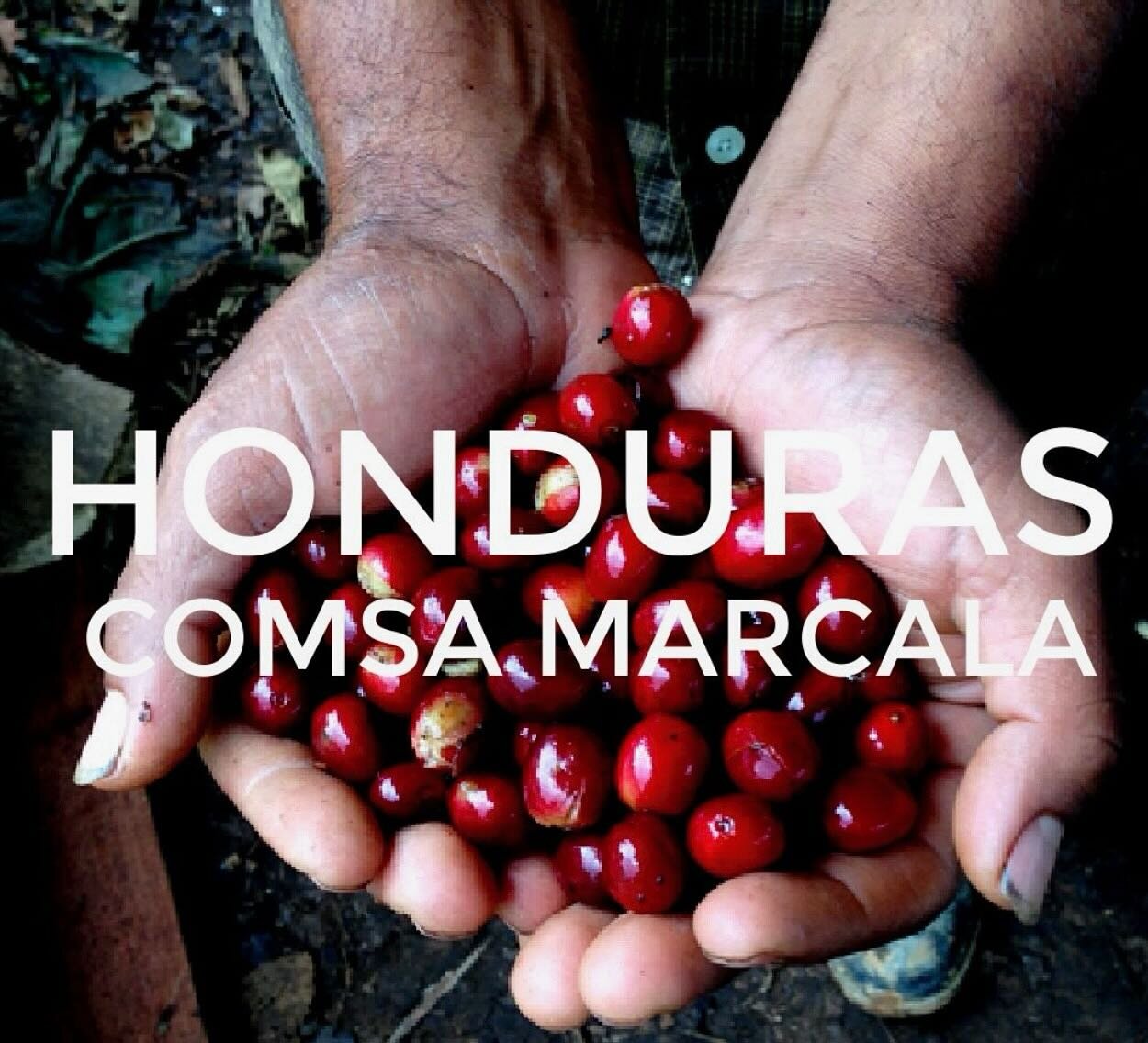 Honduras COMSA Marcala SHG

Certifications: Fair Trade and Organic
Elevation: 1220 to 1524 meters
Varietals: Catuai, Caturra, Bourbon, Typica
Milling Process: Fully Washed
Drying Process: Mechanical
Roast Profile: Medium
Tasting Notes: Milk Chocolate