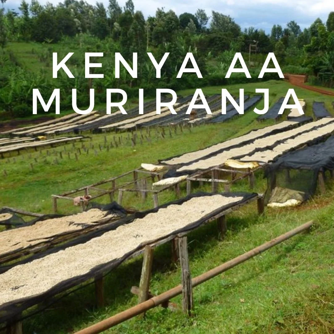Copy of kenya.jpg