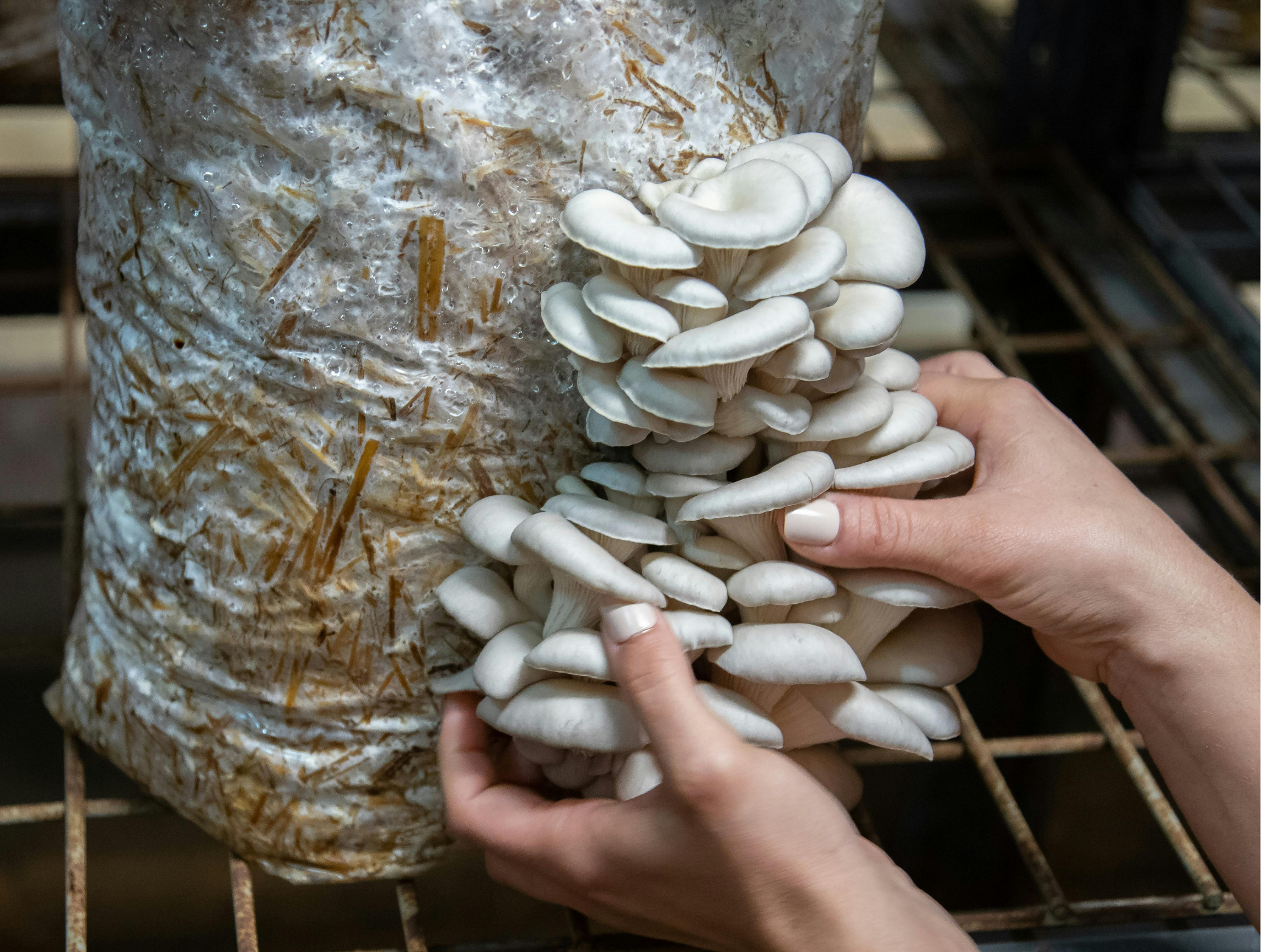 All-In-One Mushroom Grow Kit vs. Monotub: Which Is Best for You?