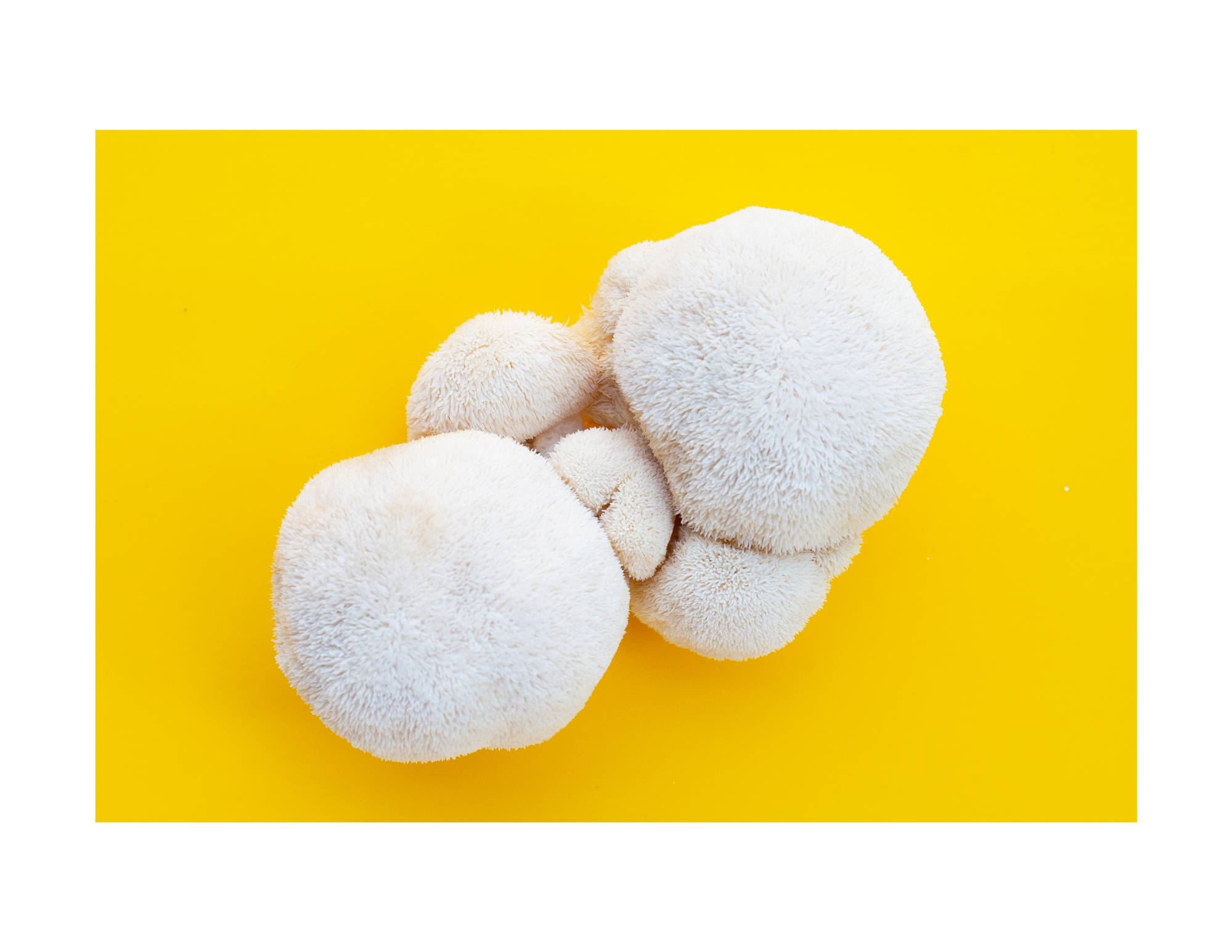 The Ultimate Guide to All-In-One Mushroom Grow Bags in 2026
