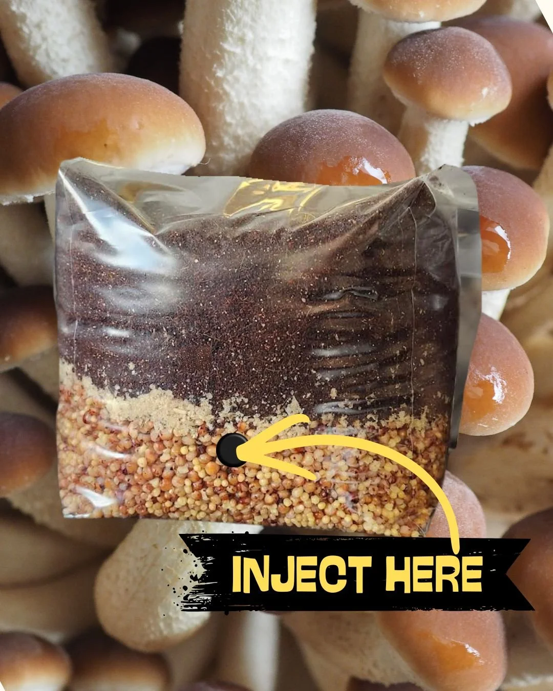 All-In-One Grow Kits