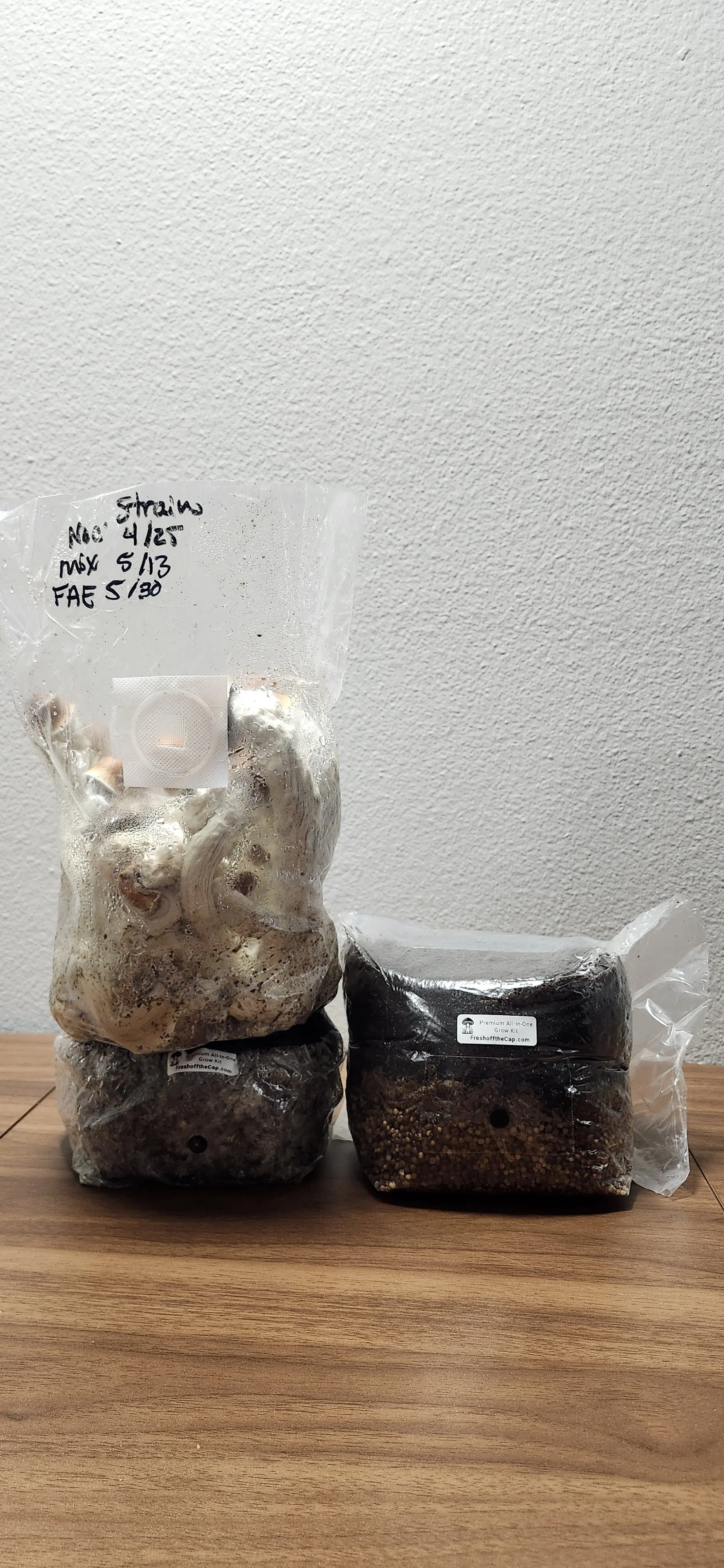 Two plastic bags containing growing medium and roots for mushroom cultivation, placed on a wooden surface against a plain wall.