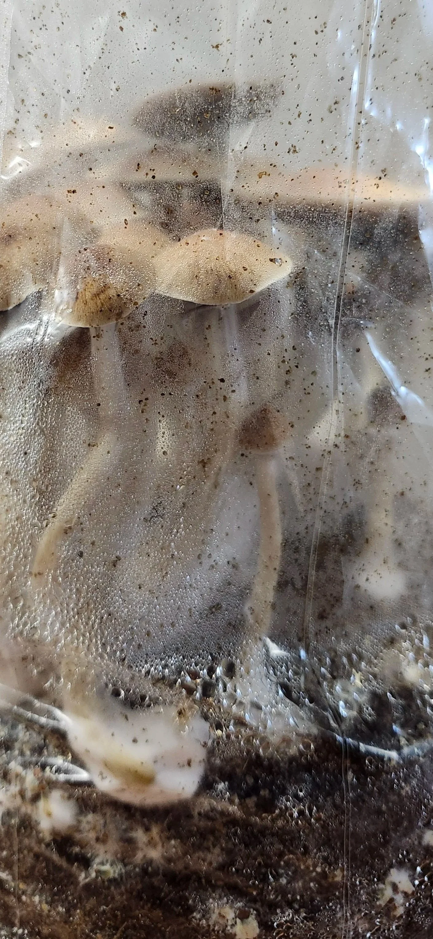 A mushroom with a long slender stem and a small rounded cap, seen through a foggy, sealed plastic bag, with condensation and dirt particles inside.