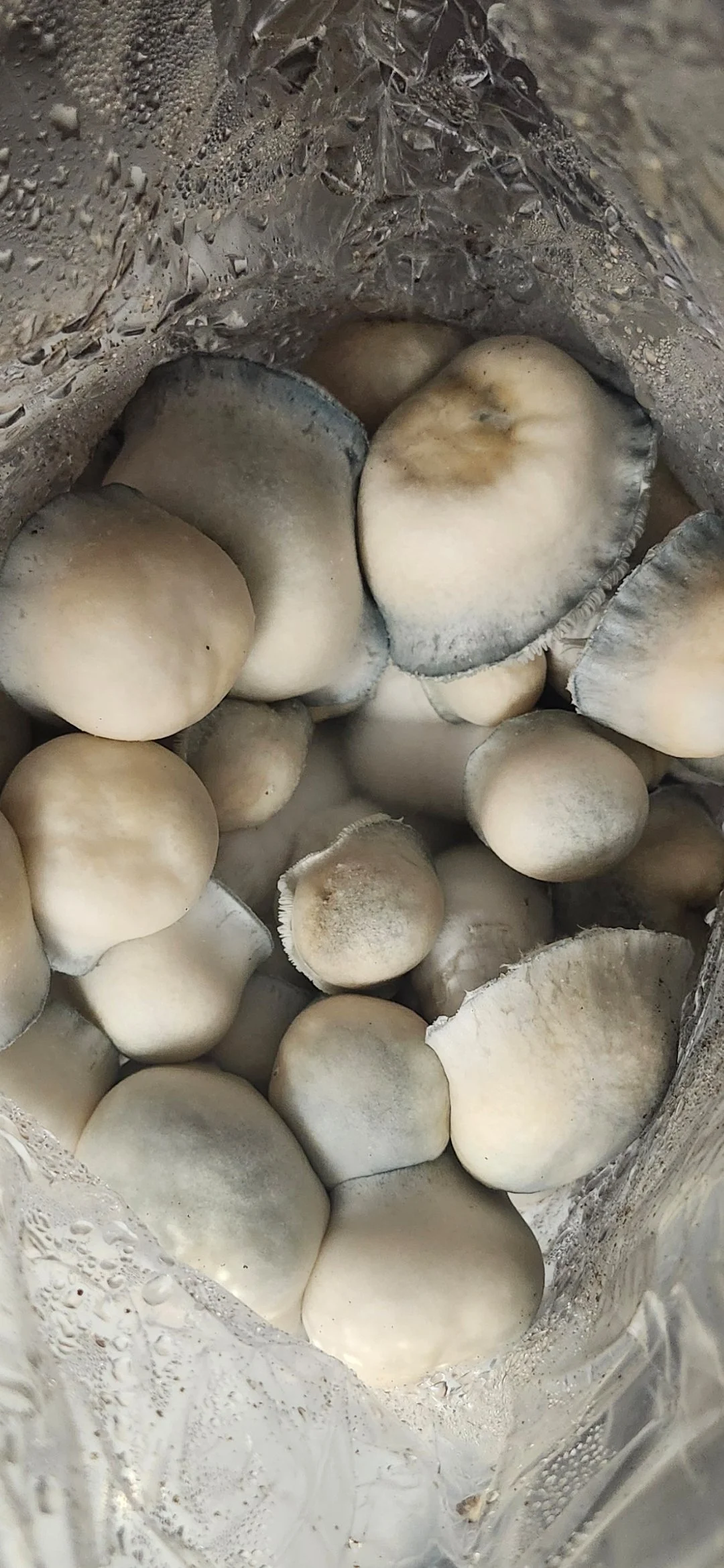 Mushroom Dispensaries Do Not Exist: Navigating Current Laws and Resources