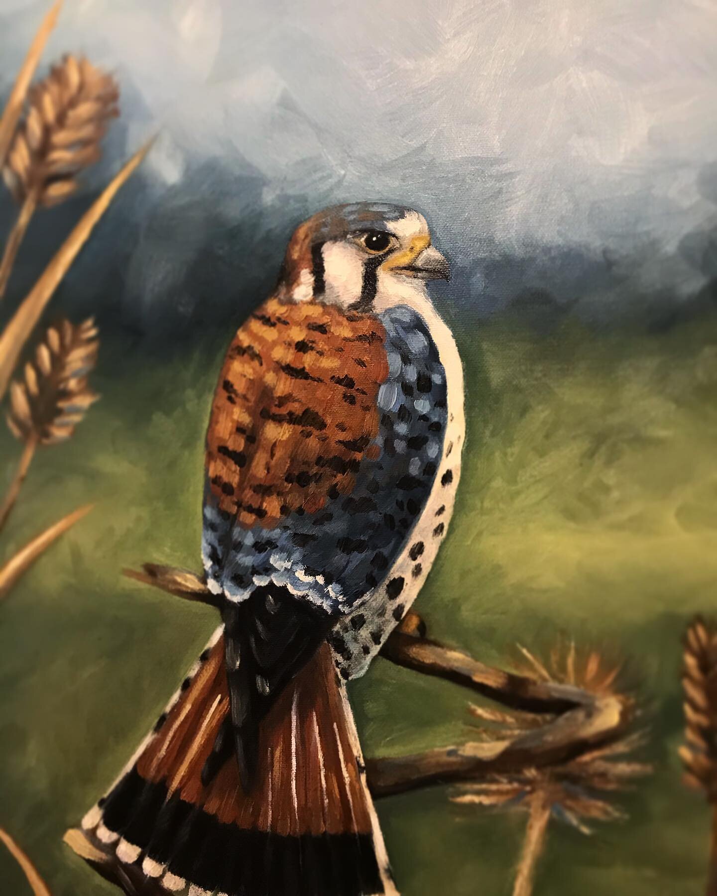 Lil update, a Christmas commission for @briemiracle.
The American Kestrel :)
#painting #birds #bird #oilpaint #oilpainting #canvas #commission #colors #portrait #animals #nature #art #paint #brush #drawsomething