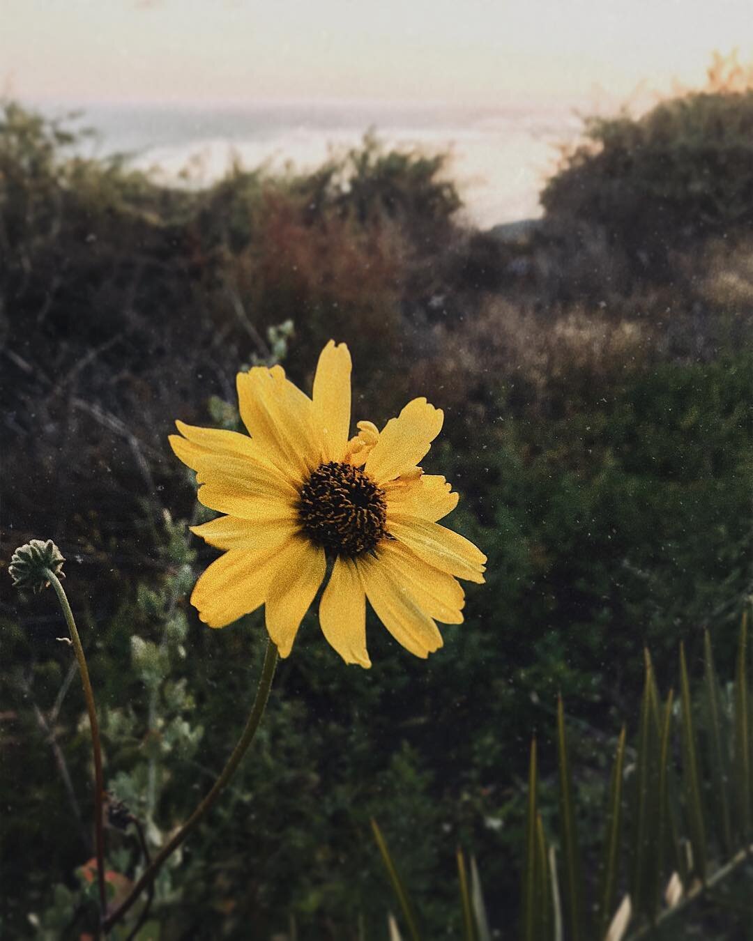 I like when things are still. When voices are just a murmur in the background of myself and the small things come into focus. When breezes brush leaves and rain drops race along windows and waves lap at pebbles on the shore. I like the unthinking of