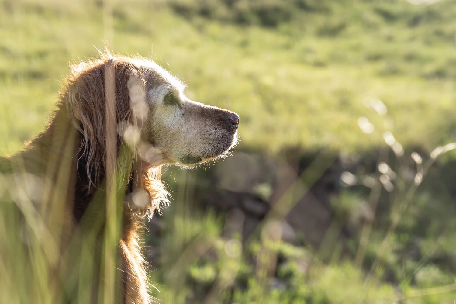 Mountain dog romp n chomp
