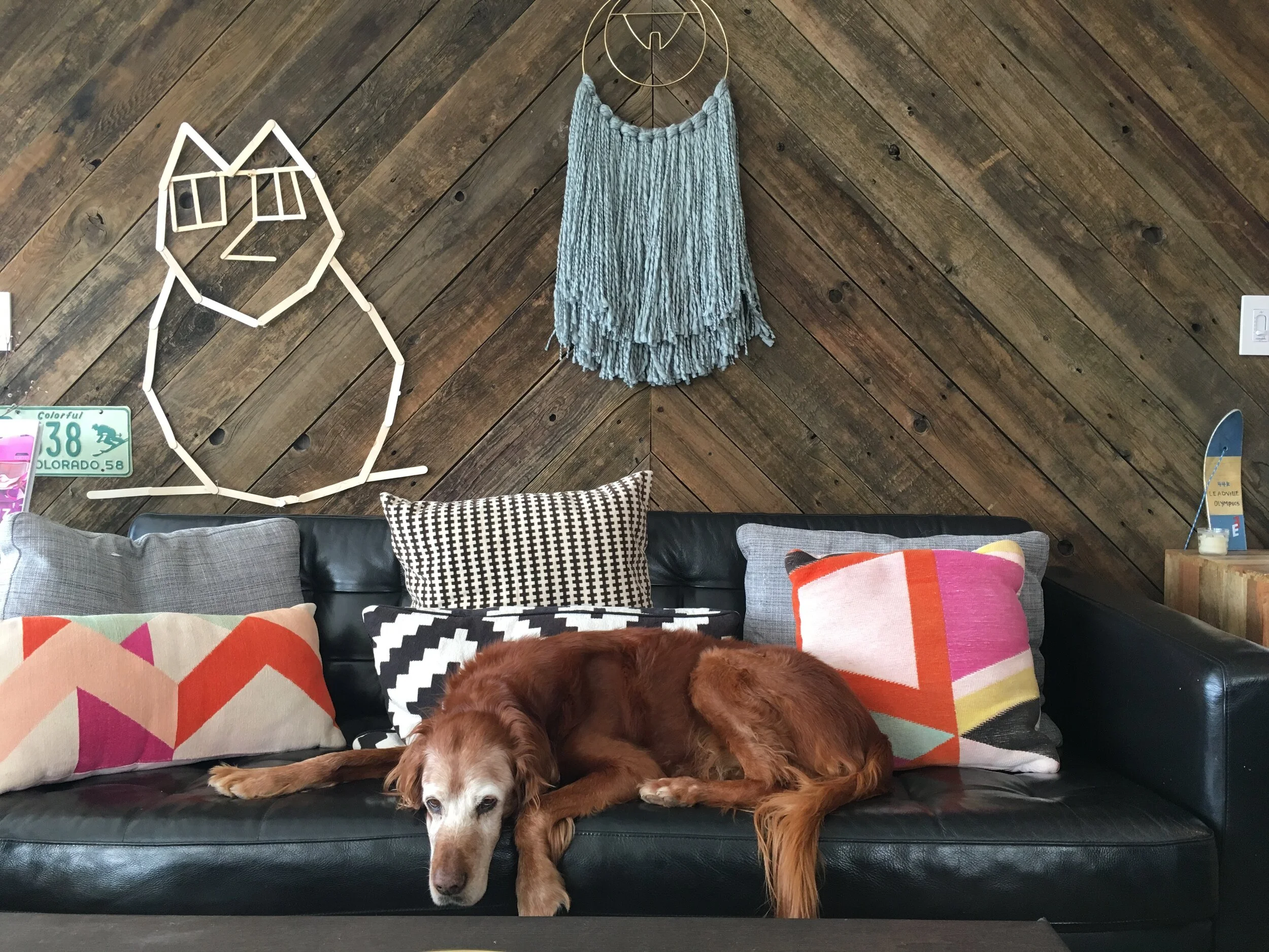 Dog Day Care and Boarding in Leadville, Colorado — Mountain dog romp n