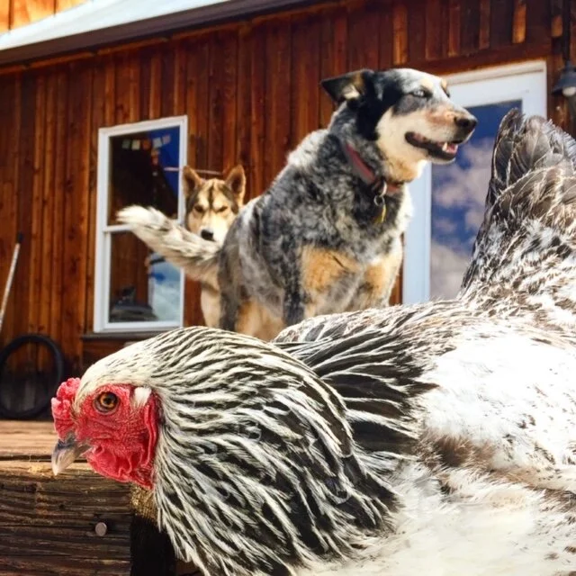 Food & Treats — Mountain dog romp n chomp