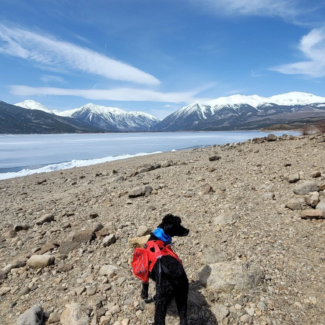 About Mountain Dogs Leadville, CO's best comingled doggie daycare