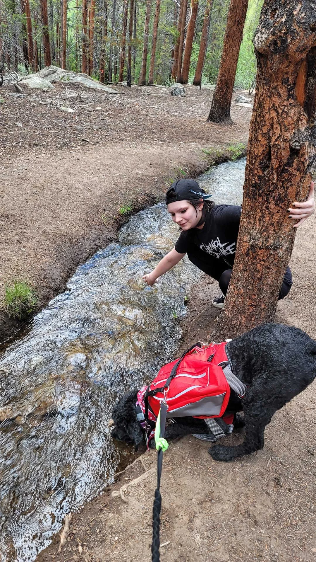 About Mountain Dogs Leadville, CO's best comingled doggie daycare