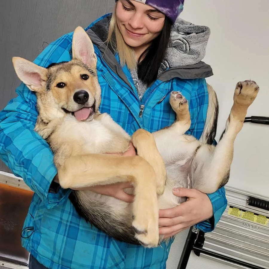 About Mountain Dogs Leadville, CO's best comingled doggie daycare