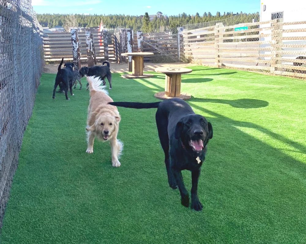 Dog Day Care and Boarding in Leadville, Colorado — Mountain dog romp n