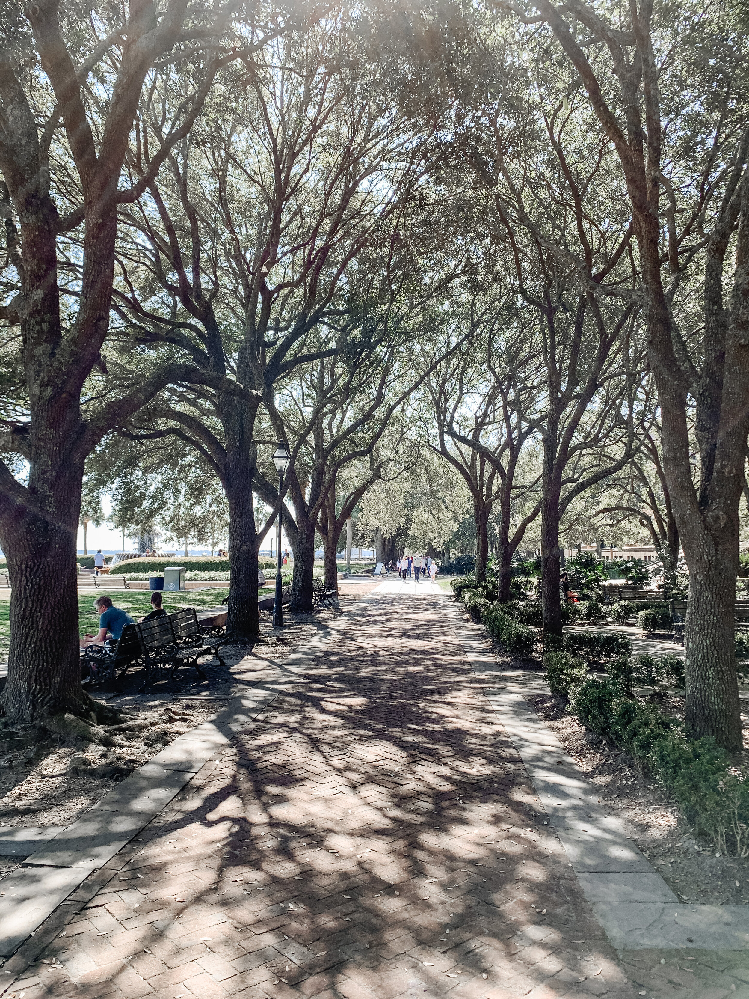 Tree-lined street Charleston 