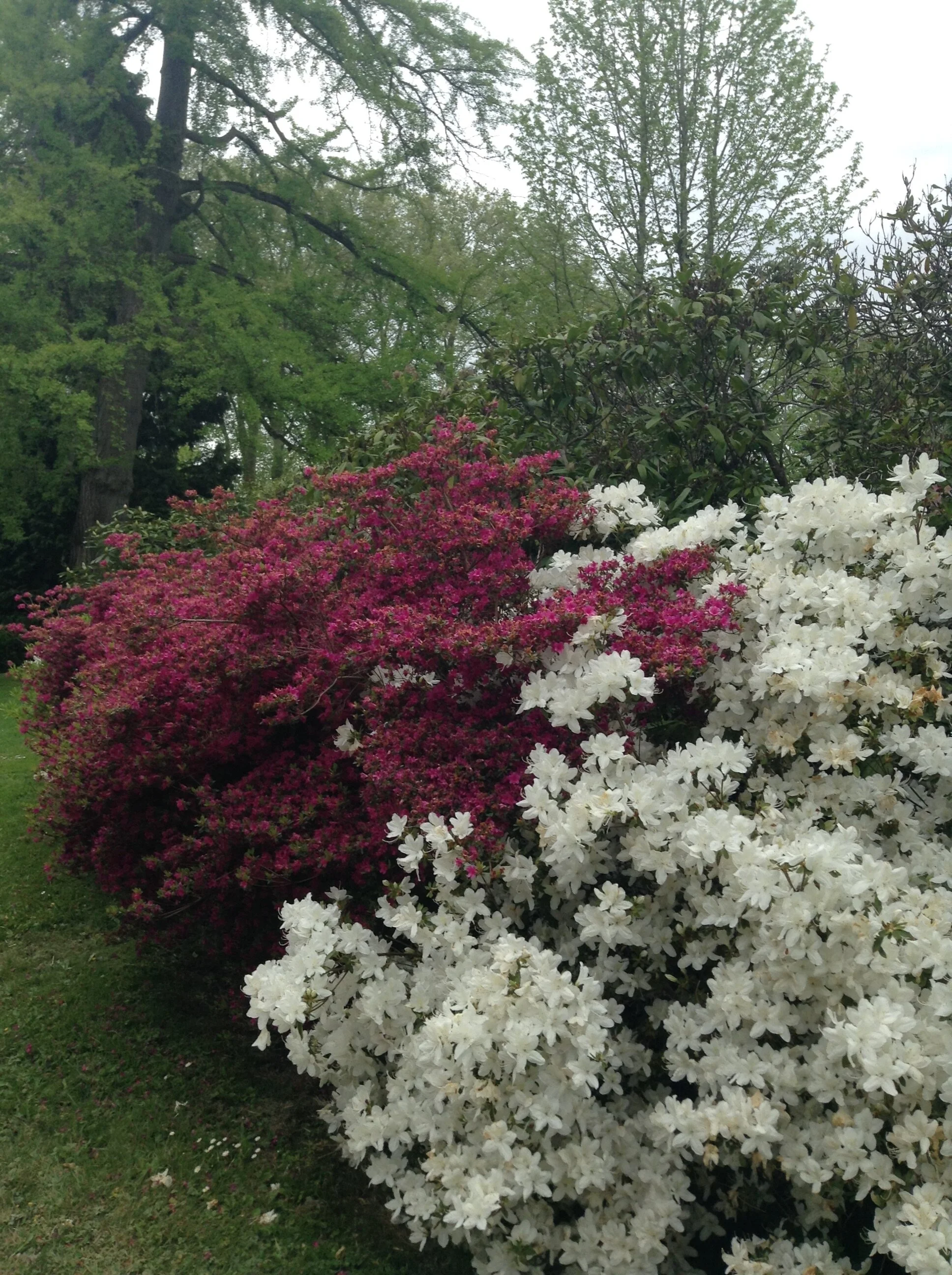 IMG_0481.jpeg