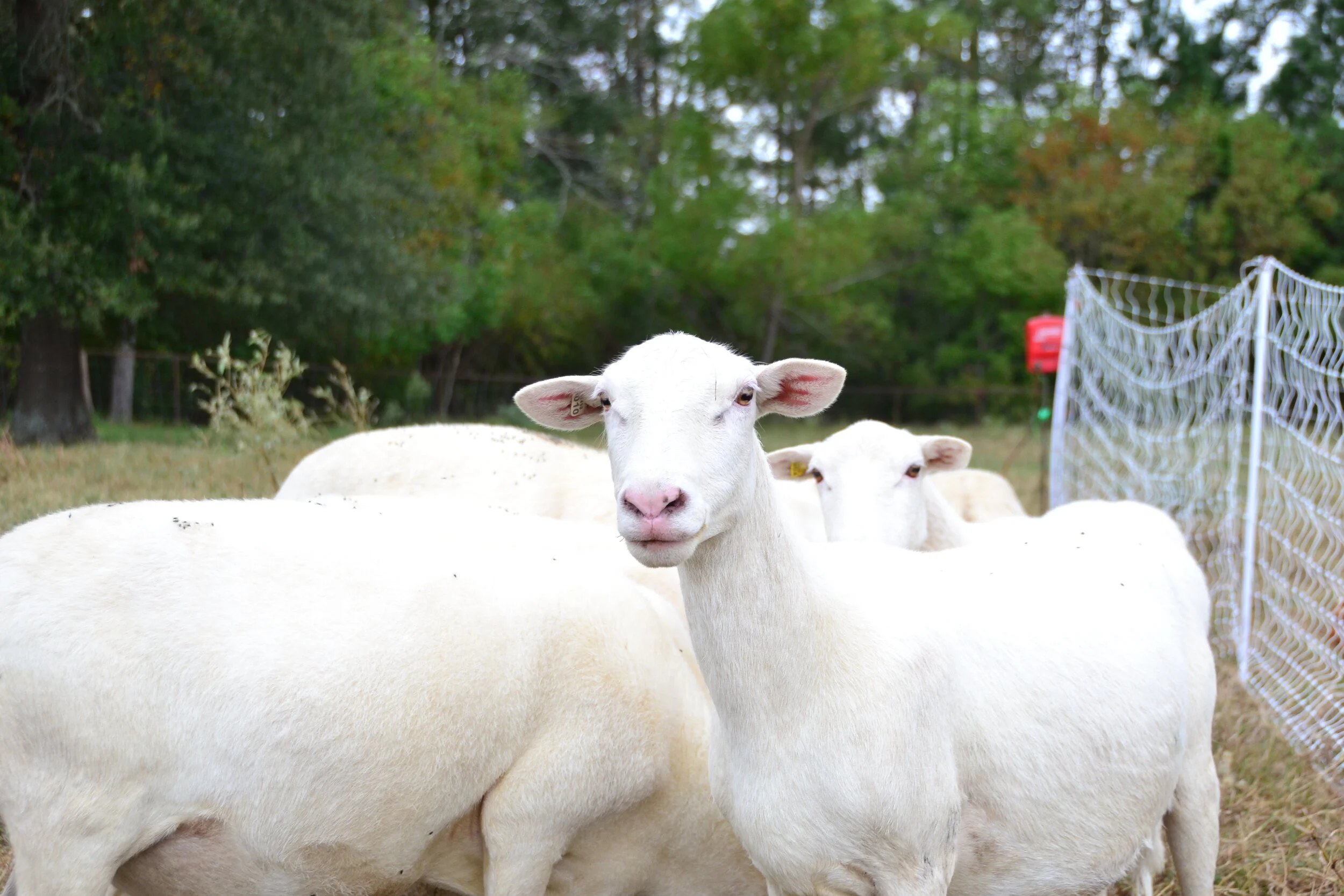 Whole Lamb (Deposit) — C6 Farms