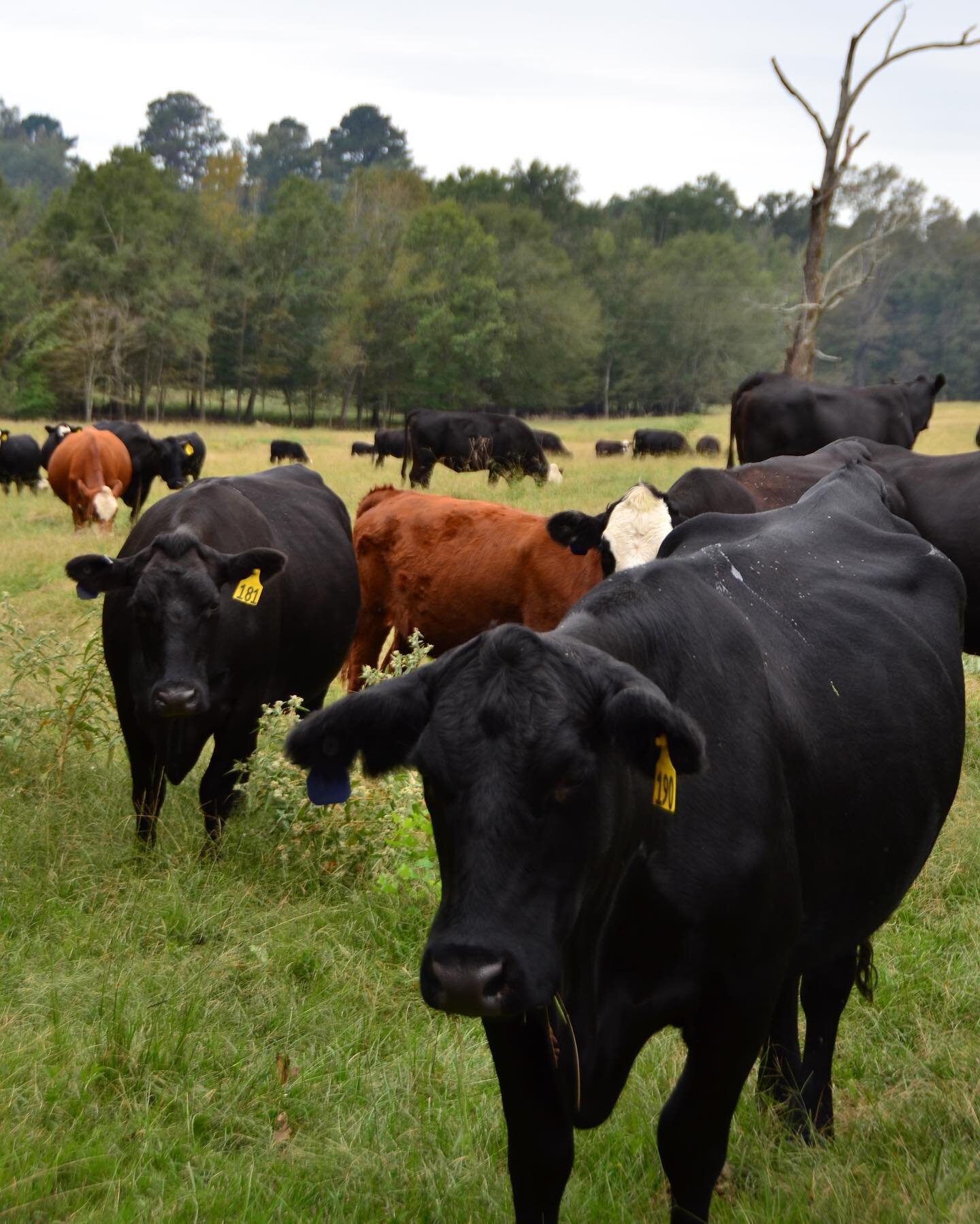 The cows are grazing on some fresh grass this morning! It&rsquo;s a good day to be a cow!