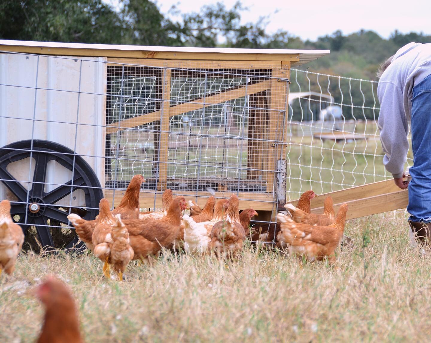 This is what we call a Chick-a-shaw, a mobile home (of sorts) for our Isa Brown laying chickens to sleep in at night. It protects the chickens from predators, provides shade during the day, and allows us to easily move the chickens to fresh grass. Th