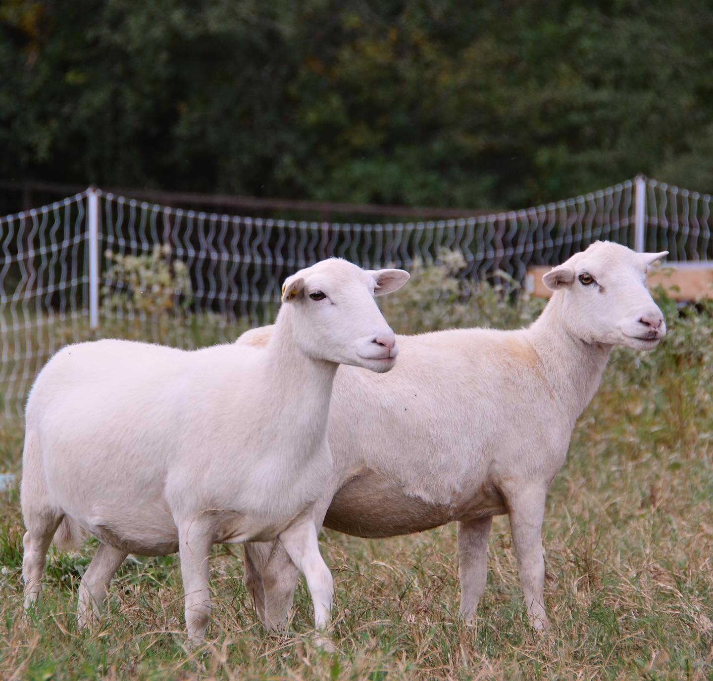 Two of our pregnant Kathadin sheep that we have here on C6 Farms. What&rsquo;s your favorite animal that we have on the farm?