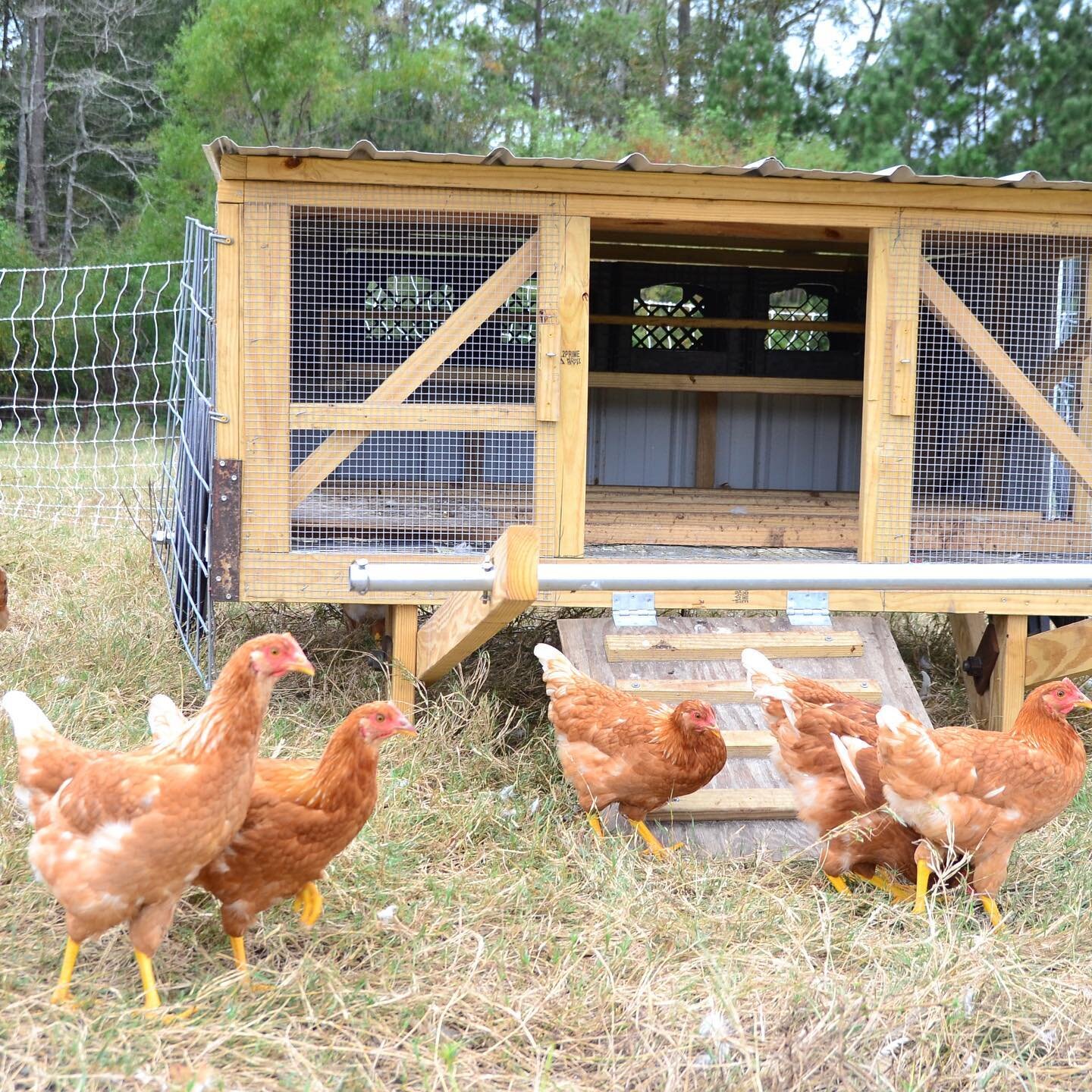 Our chickens live in mobile chicken homes to ensure they are always on fresh grass and to move their manure around to evenly fertilize the grass. This is better for the chickens, land, and ultimately us and the earth!