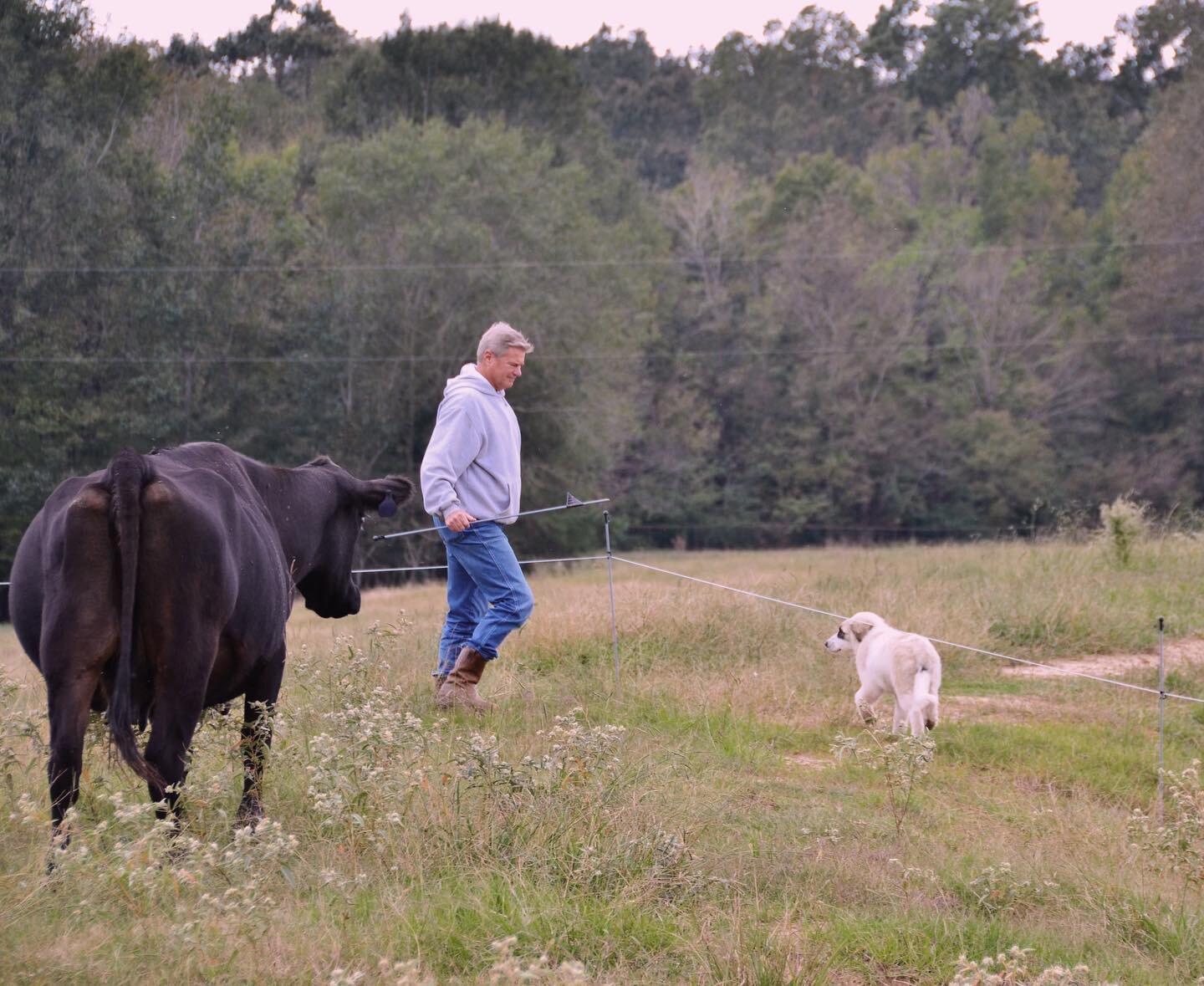 We use this electric fencing system to section off our pastures in smaller parts, which is better for our animals and land! Read more about it at the link in our bio.