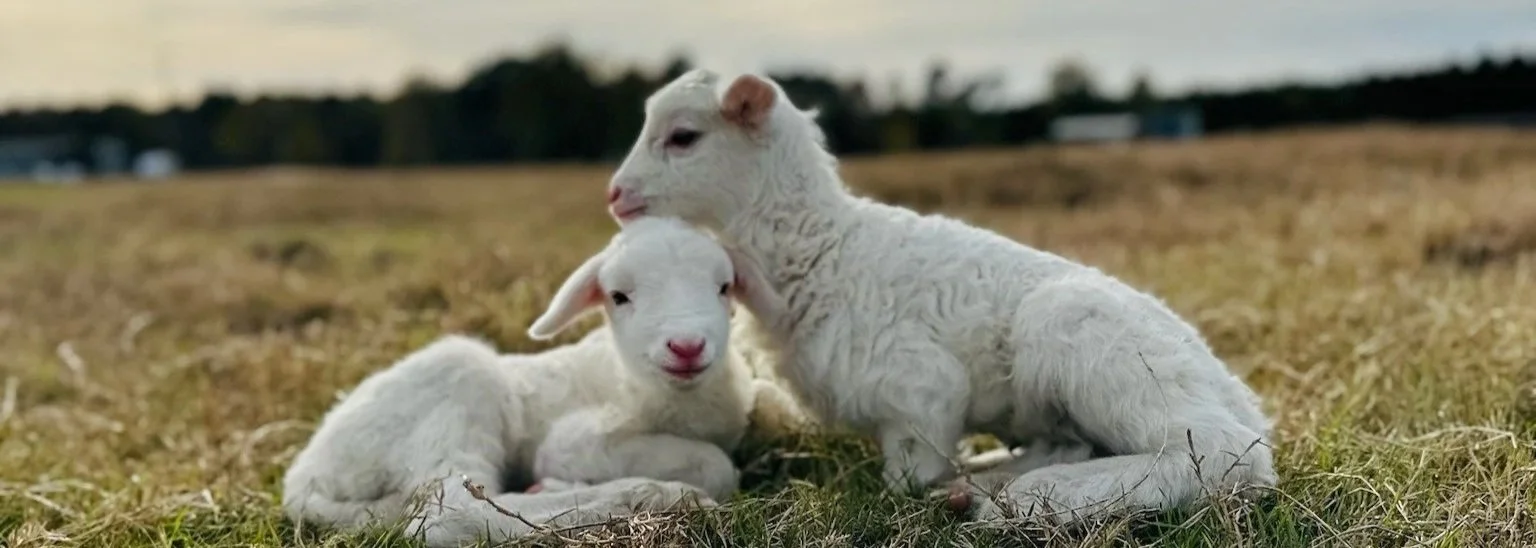 Two baby goats, one resting and the other nuzzling, on a grassy field during sunset or dusk.