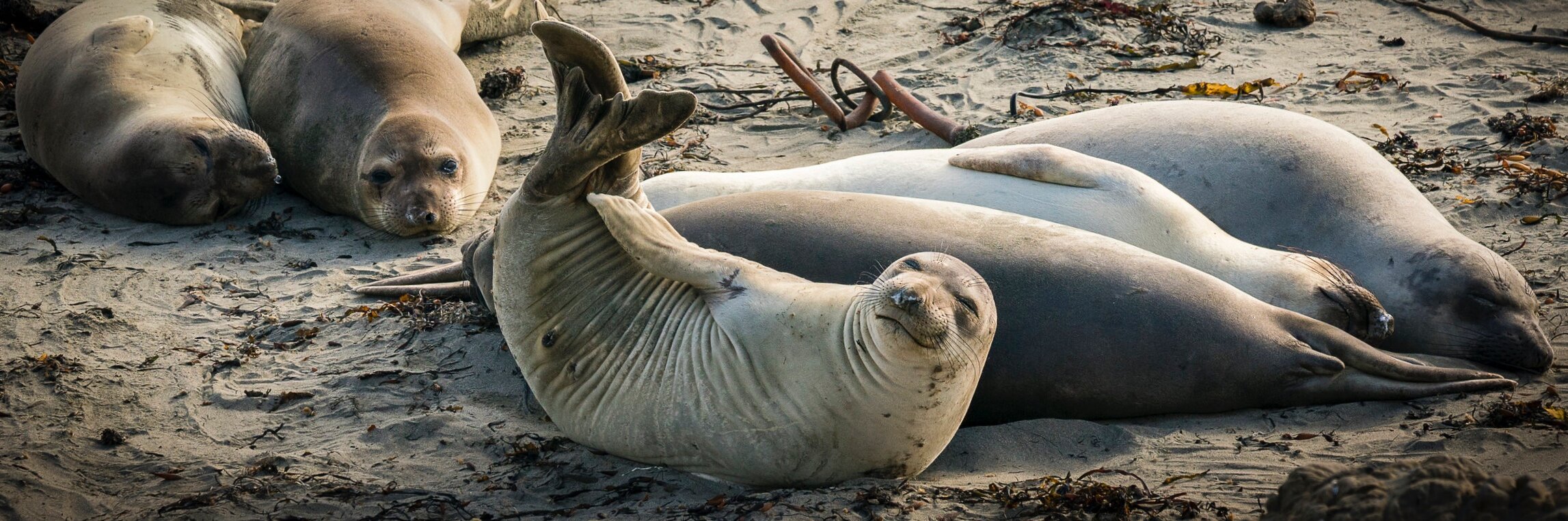 From coast to inland, SLO showcases an incredible variety of wildlife