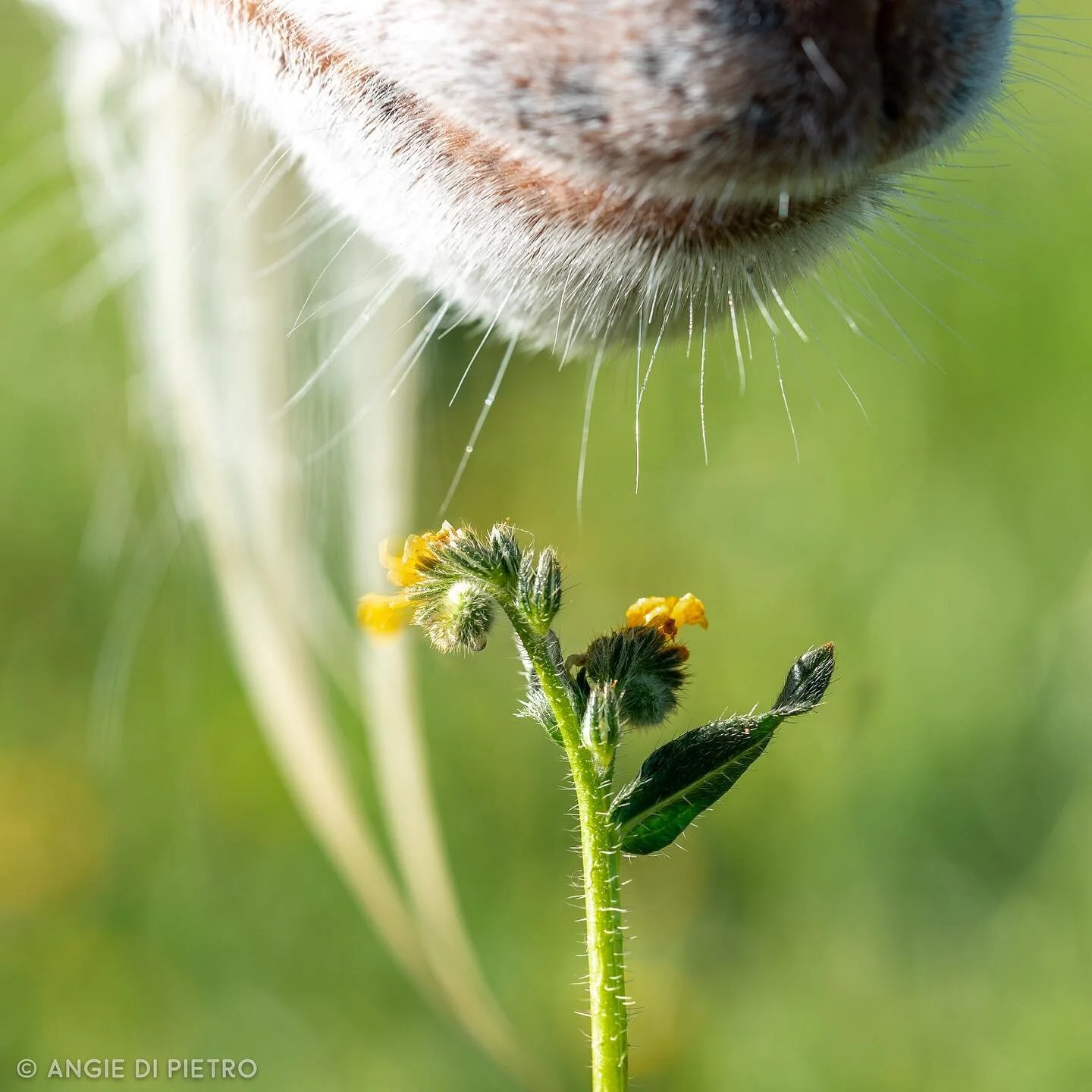 Taking the time to smell (and eat) the flowers 💐 #goats #goatsofinstagram #catcanyonranch