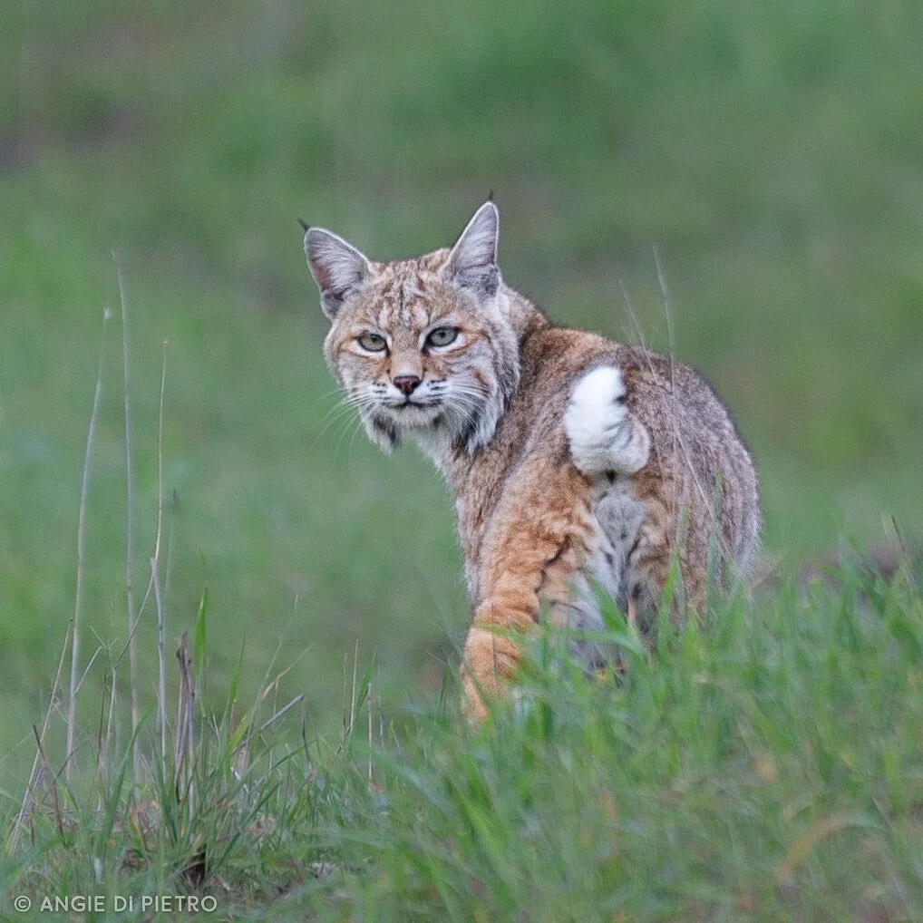 #bobcat out for an evening stroll #catcanyonranch #cat