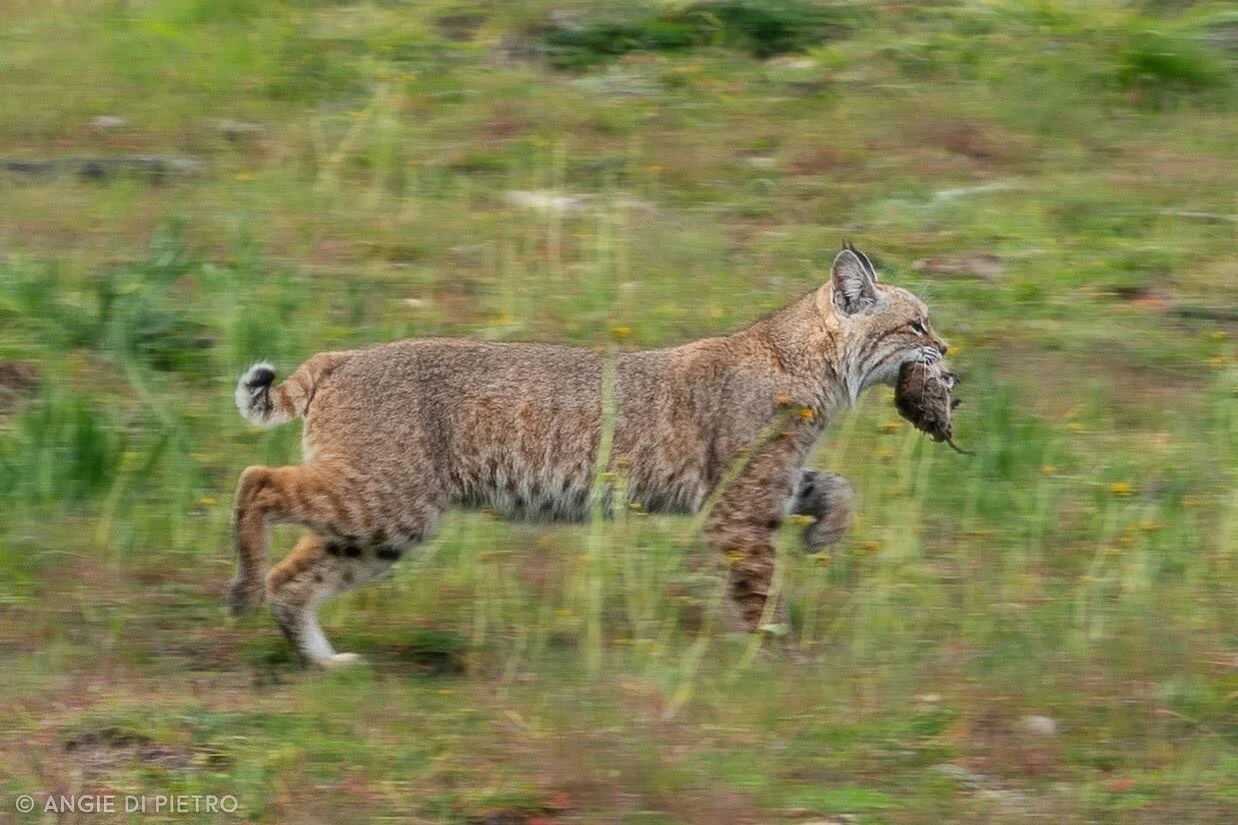 #bobcat caught a tasty pocket gopher snack #catcanyonranch #wildlifephotography #cat