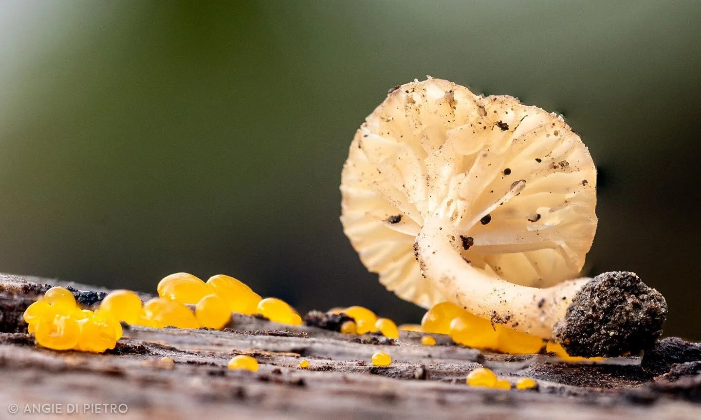 Teeny #funghi #mushrooms #catcanyonranch