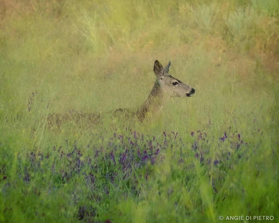 The grasses are taller than I am this spring. The animals are enjoying the stealth #superbloom #deer #wildife #shareslo #catcanyonranch