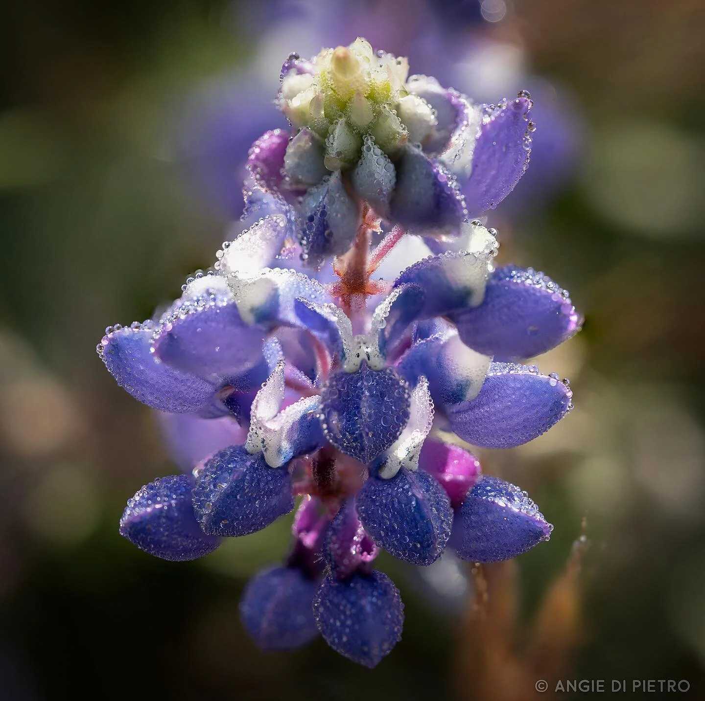 #wildflowers #superbloom #california #lupine