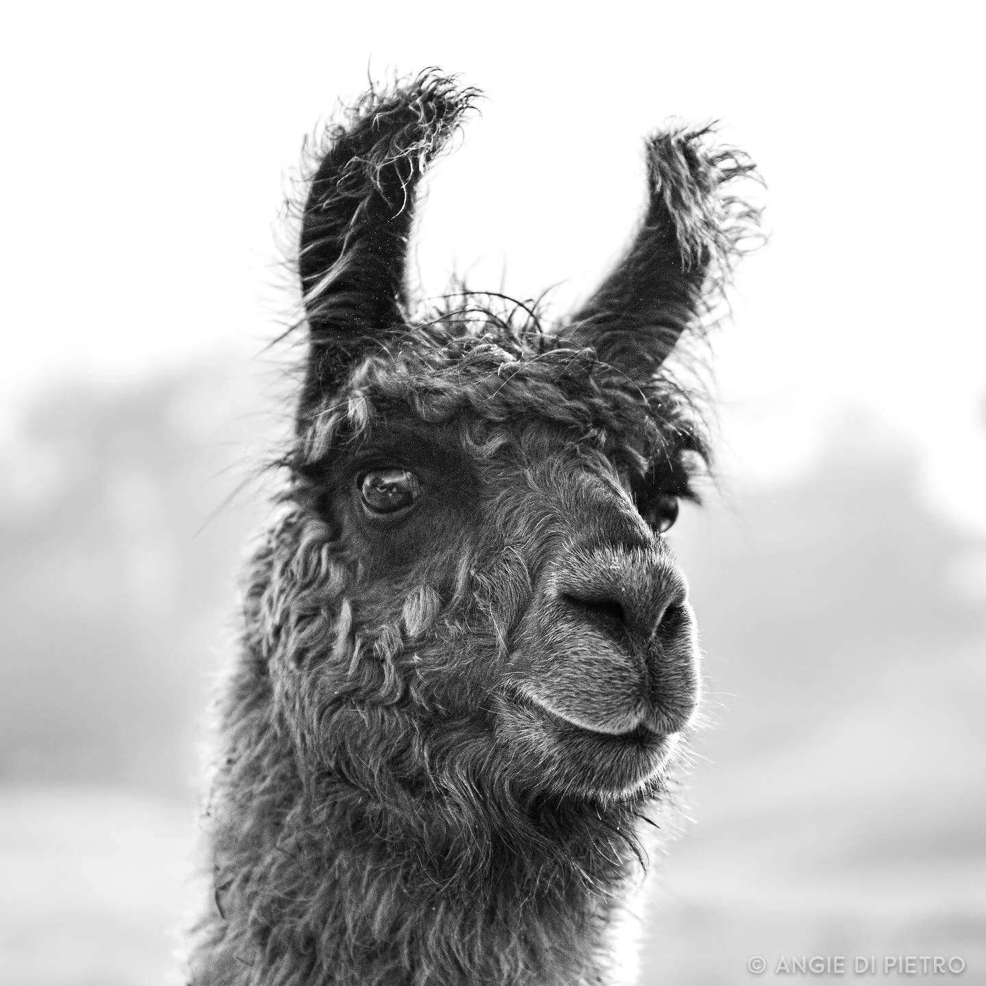 Gorgeous girl, Chewie Cat #llama #catcanyonranch