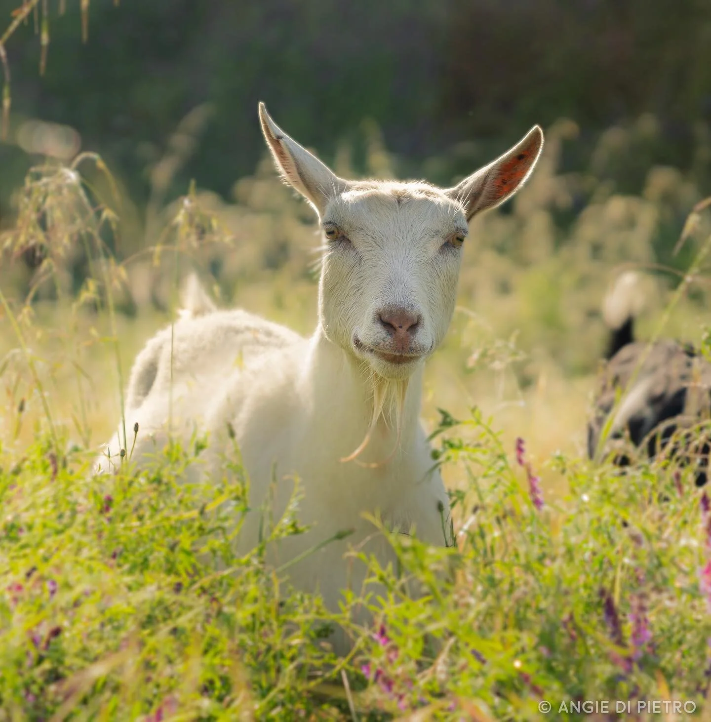 Sweets #goatsofinstagram #catcanyonranch