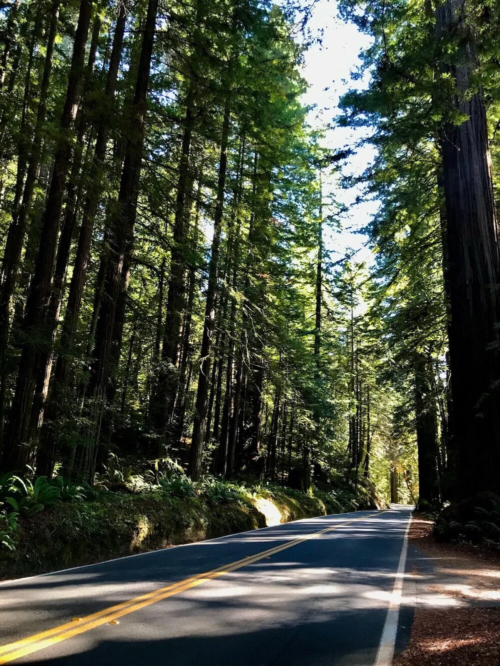 Avenue of the Giants Marathon