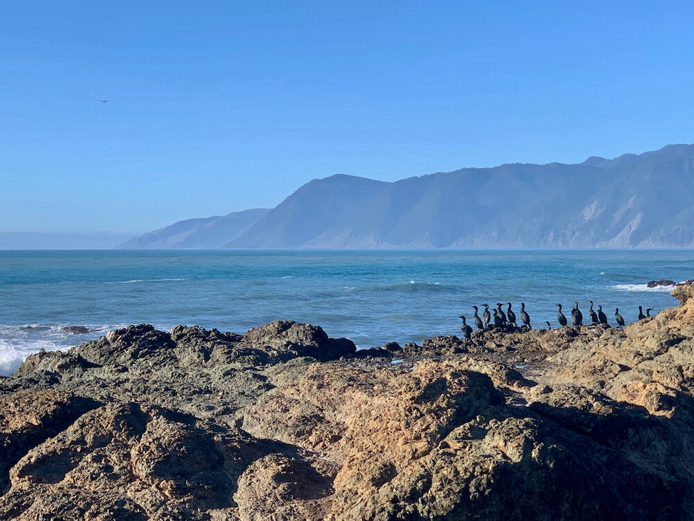 Birds in Shelter Cove.jpeg