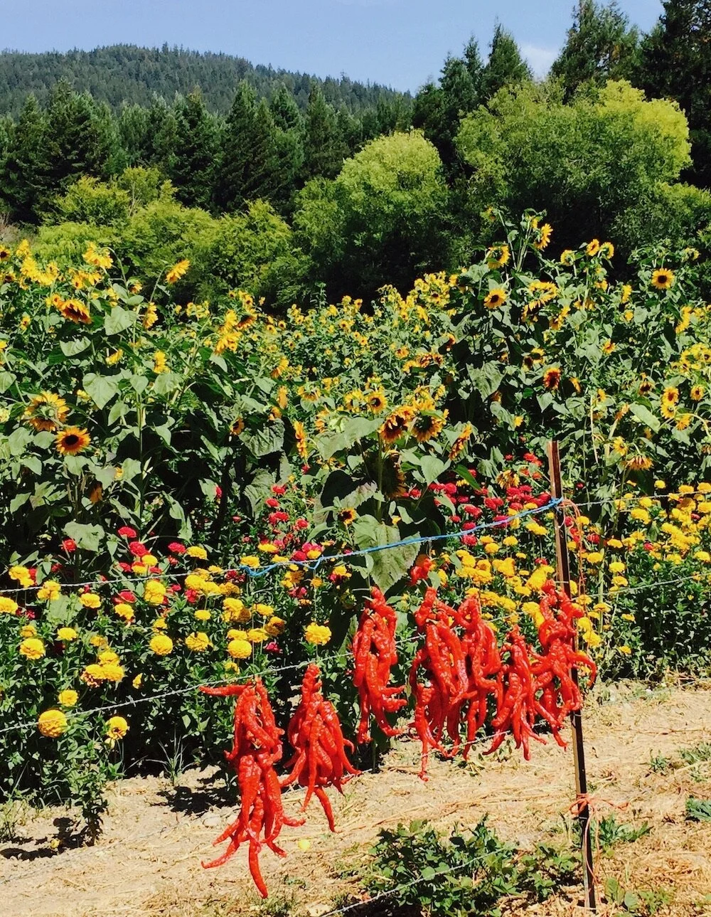 Flood Plain Produce Discover Southern Humboldt