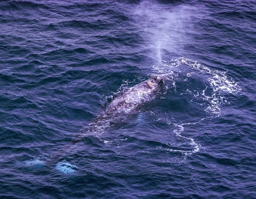 Whale Watching