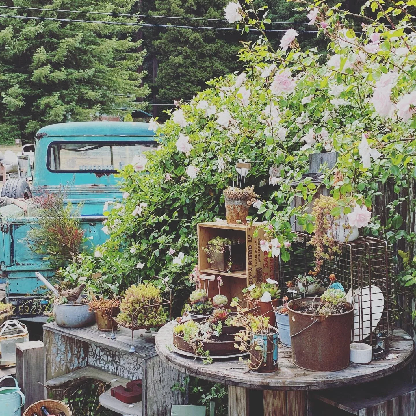 Humboldt Junkies Summer Market