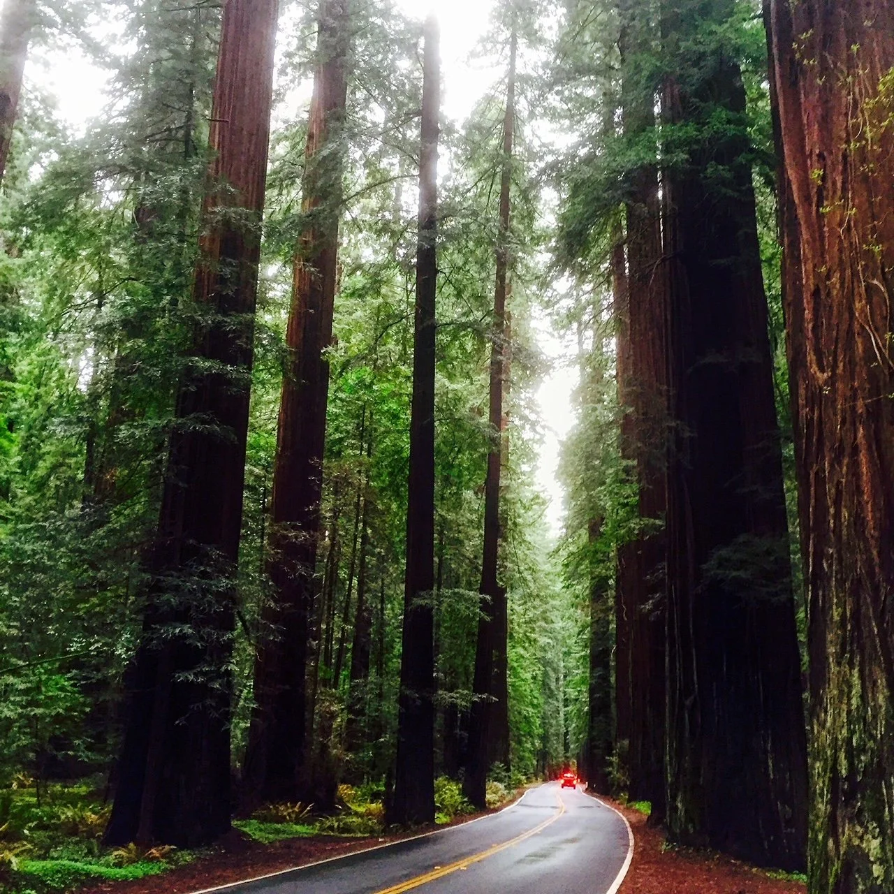 Humboldt Redwoods State Park