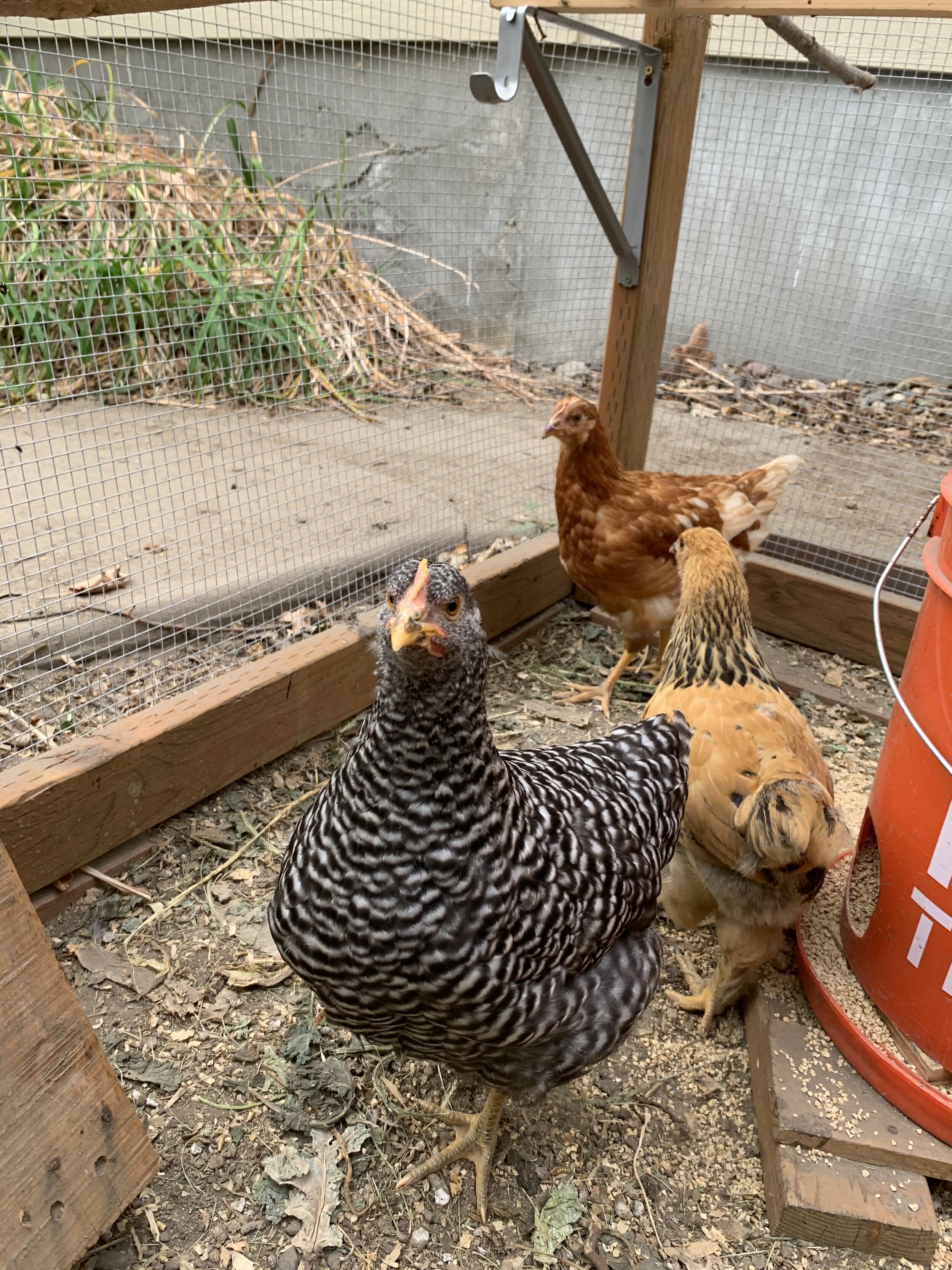 Chief Poultry Officer Dragon. She’s a gentle but effective brood leader. Plymouth Barred Rock.