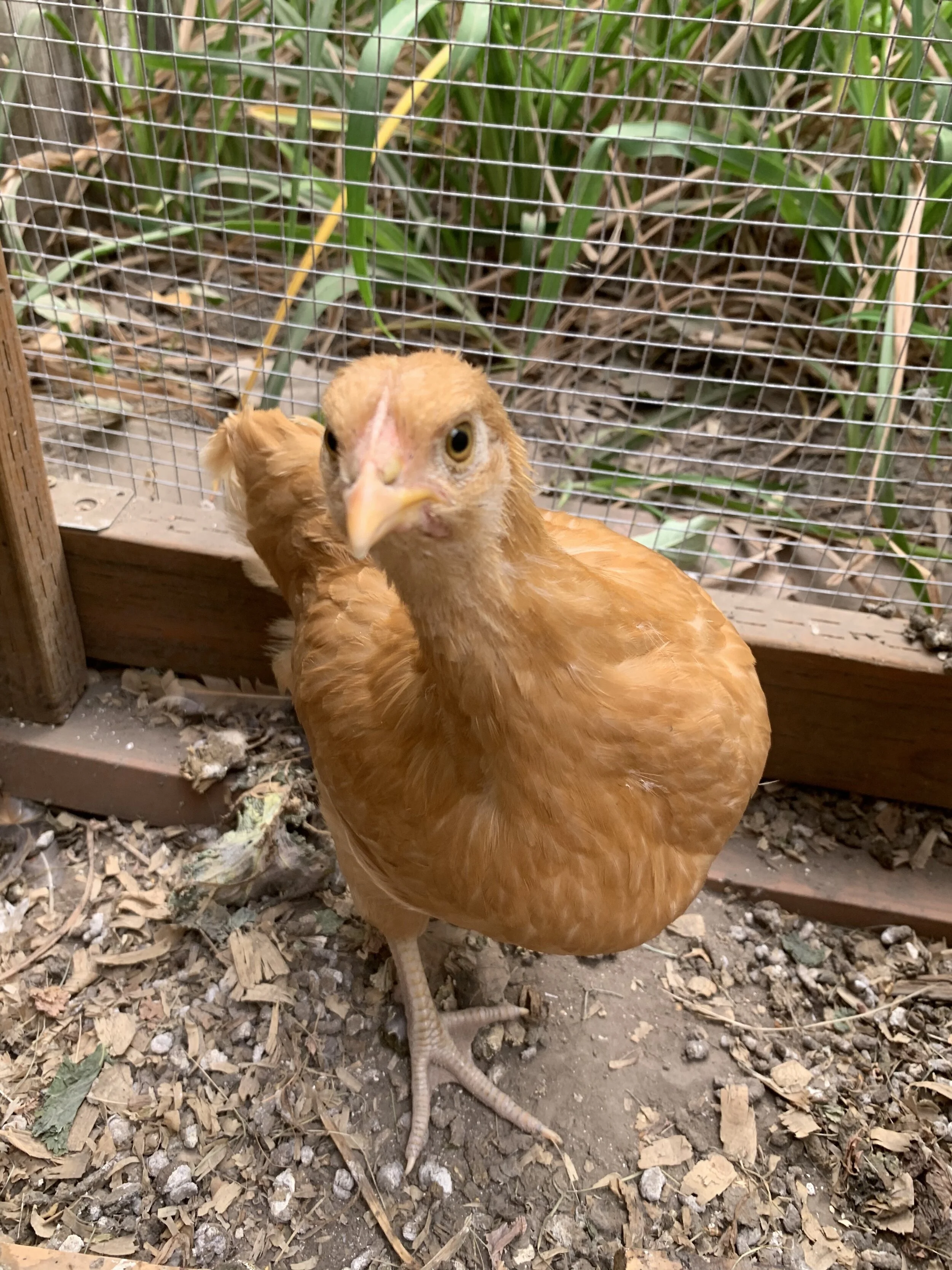 Reba. She may be small but she’s a sweetheart. Buff Orpington.