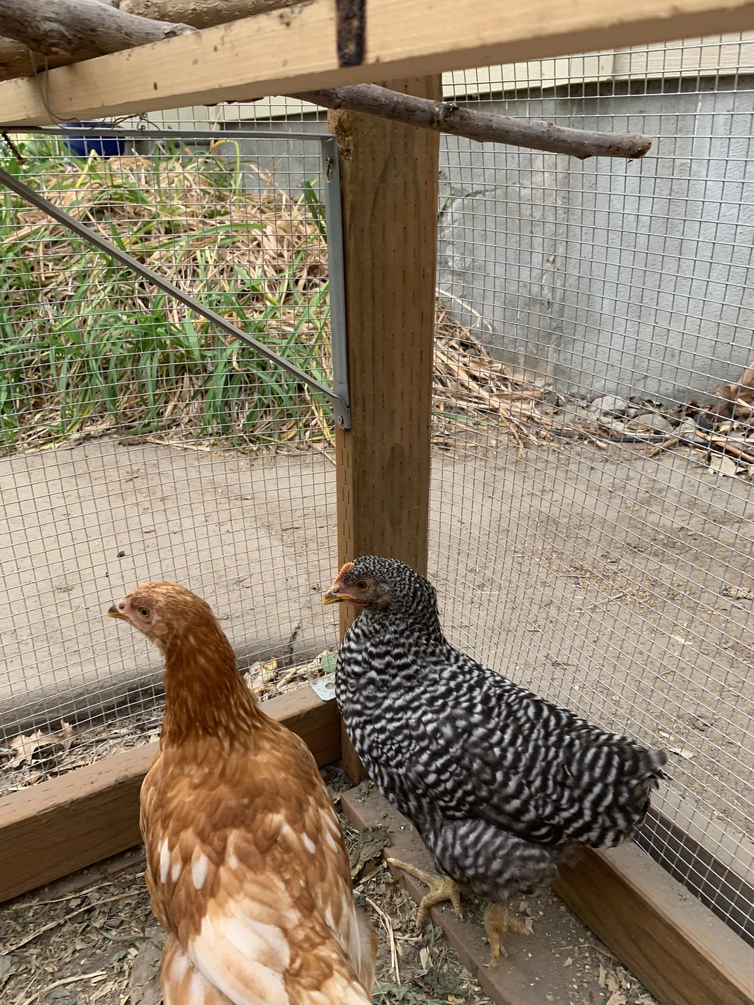 Second in Command Peeve (“Pet Peeve“) with CPO Dragon reviewing plans. Peeve is a Rhode Island Red / Leghorn cross.