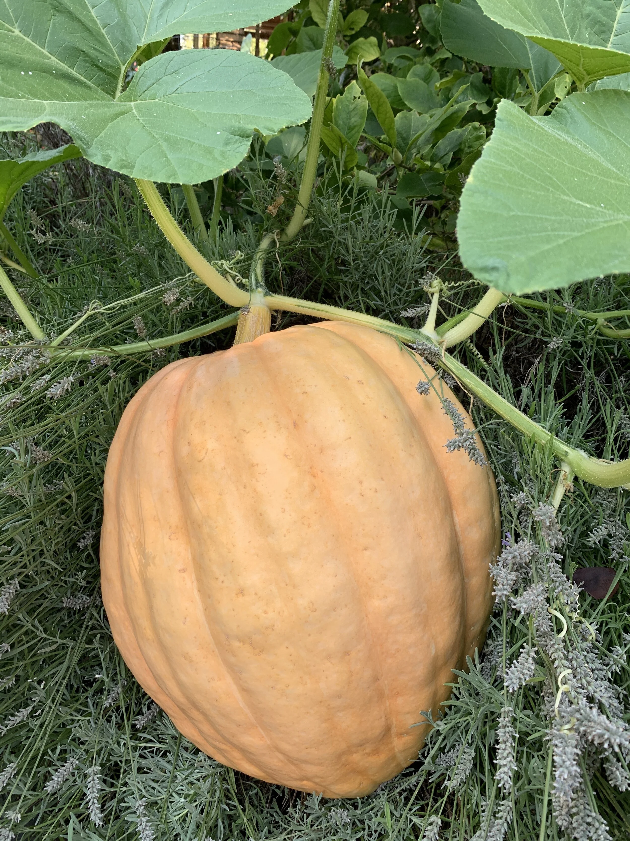 Every few years I grow giant pumpkins. They do all the work, all I do is add the water.